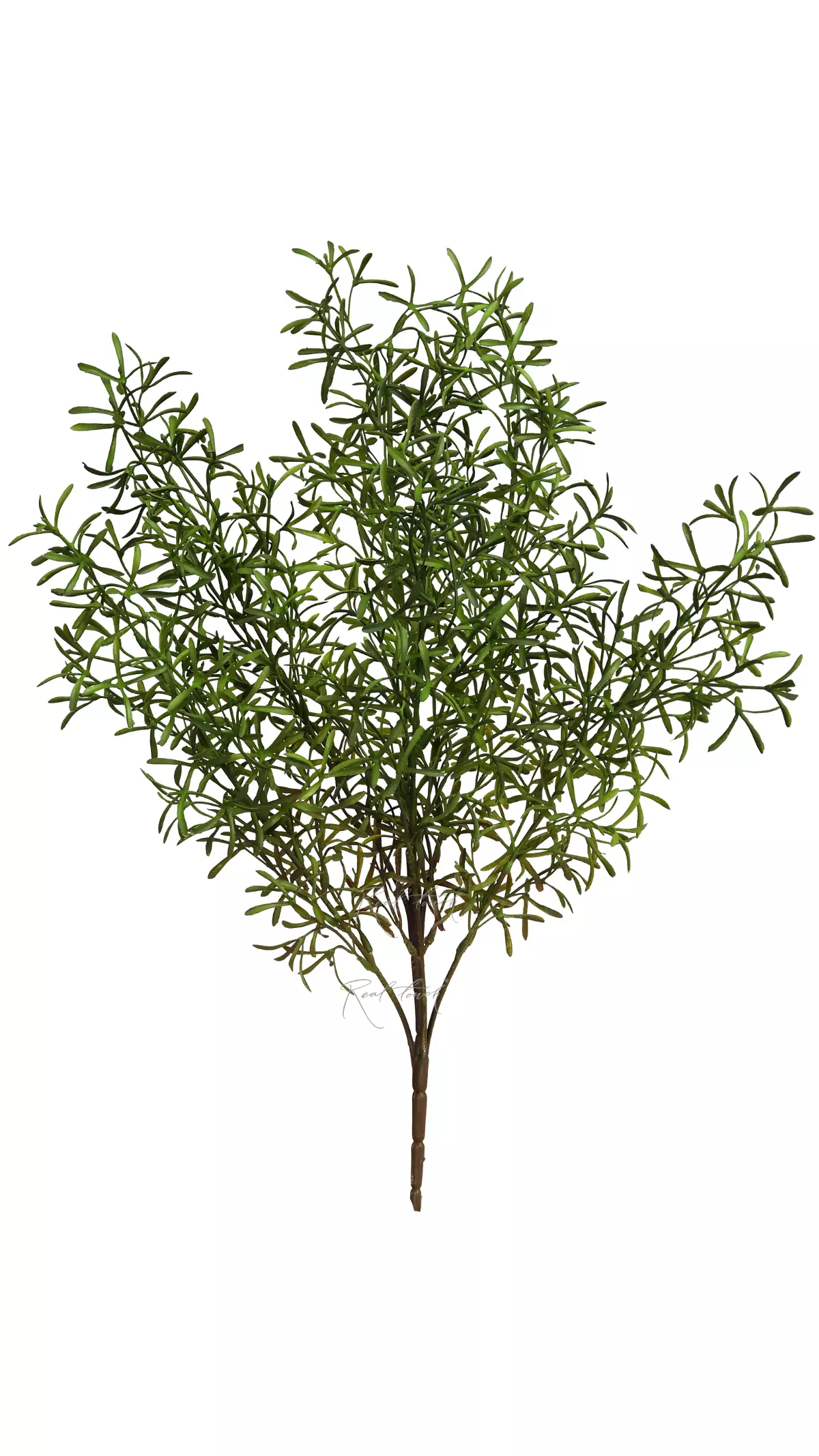 Rosemary bunch - green