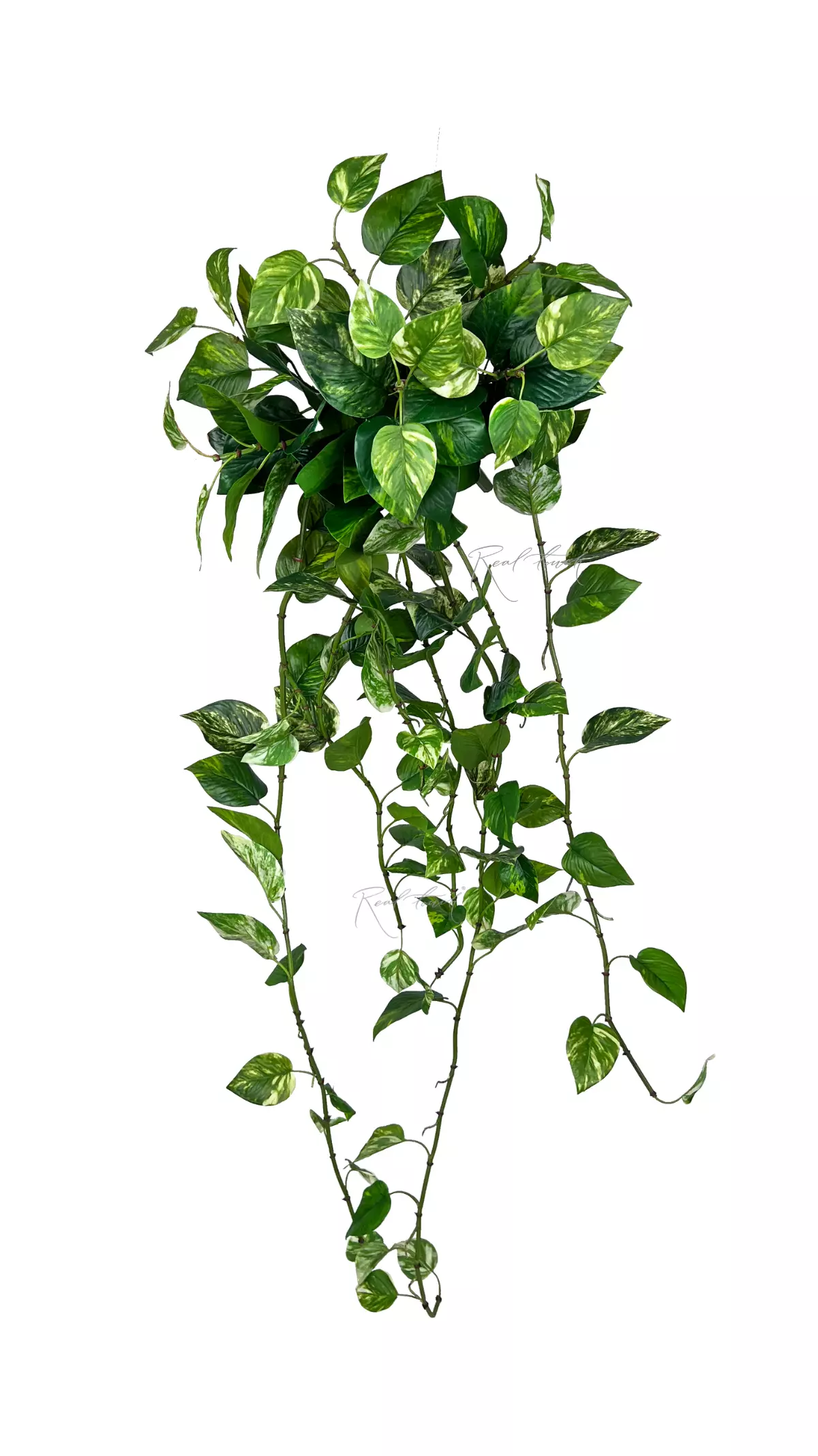 Pothos hanging bush 48" - white green Pothos hanging bush 48" - white green