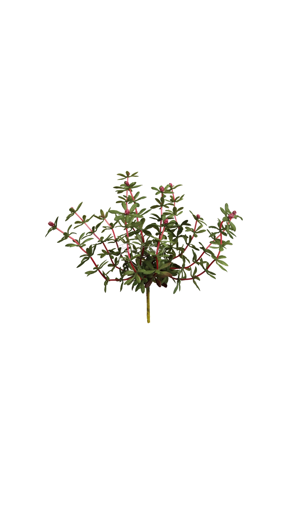 Portulaca oleracea type 1 - red