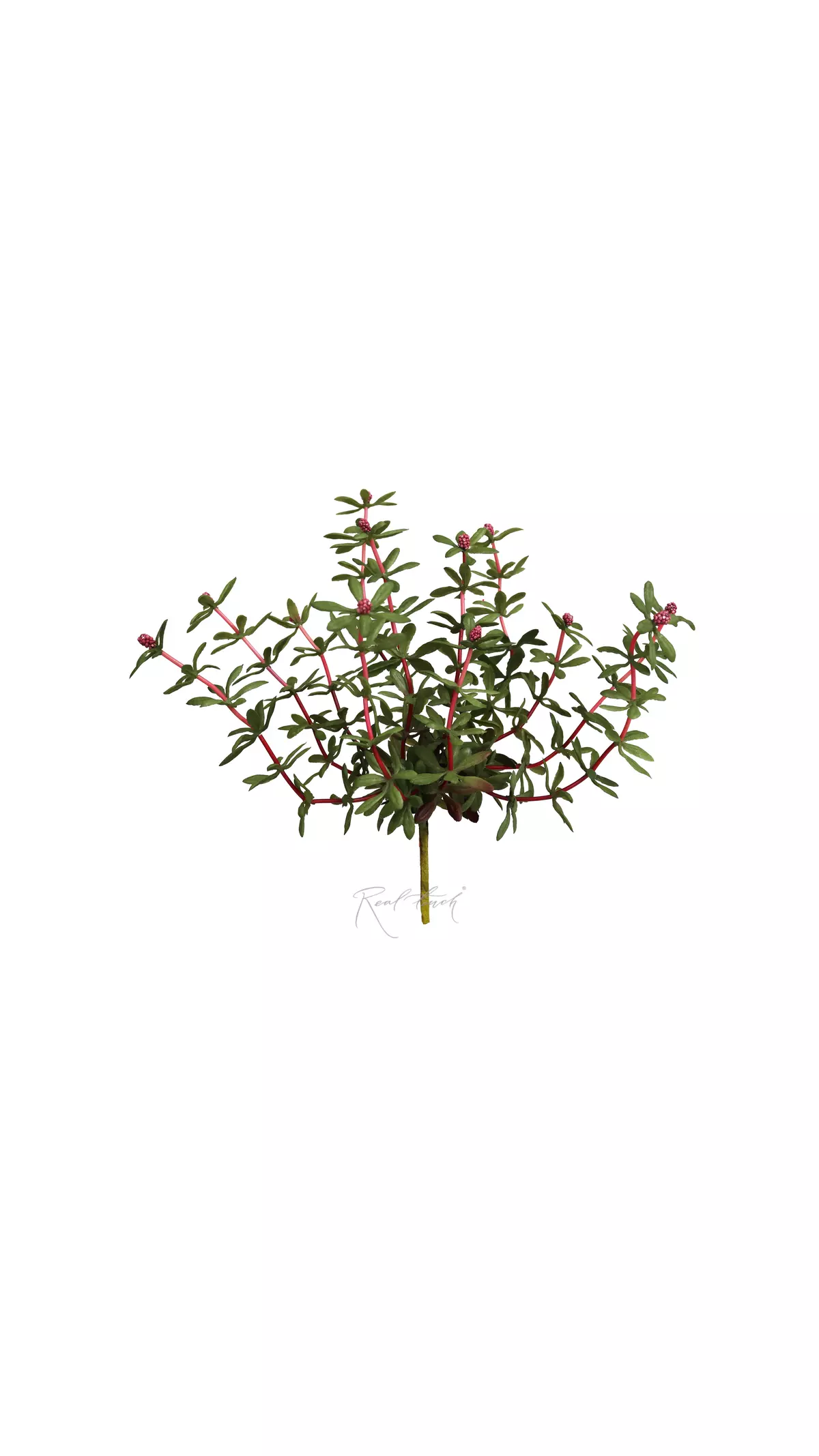Portulaca oleracea type 1 - red Portulaca oleracea type 1 - red