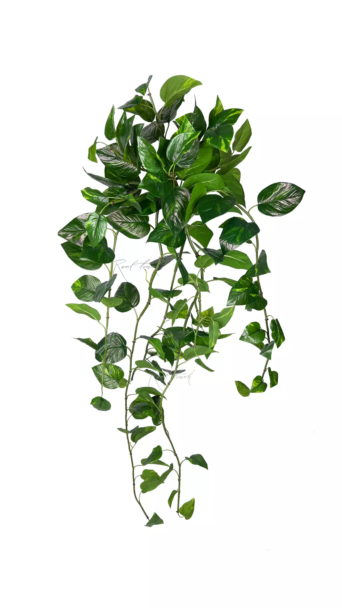 Pothos hanging bush 46" with UV protection - Dark green