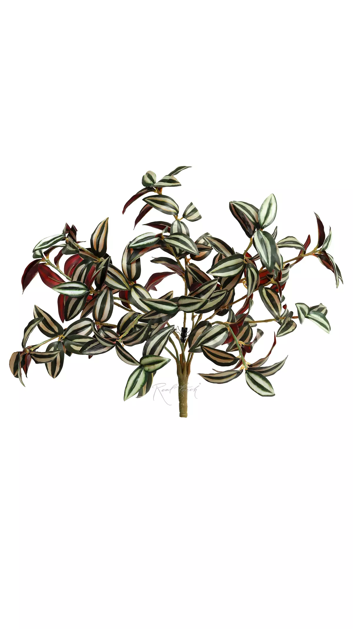 Tradescantia zebrina - green