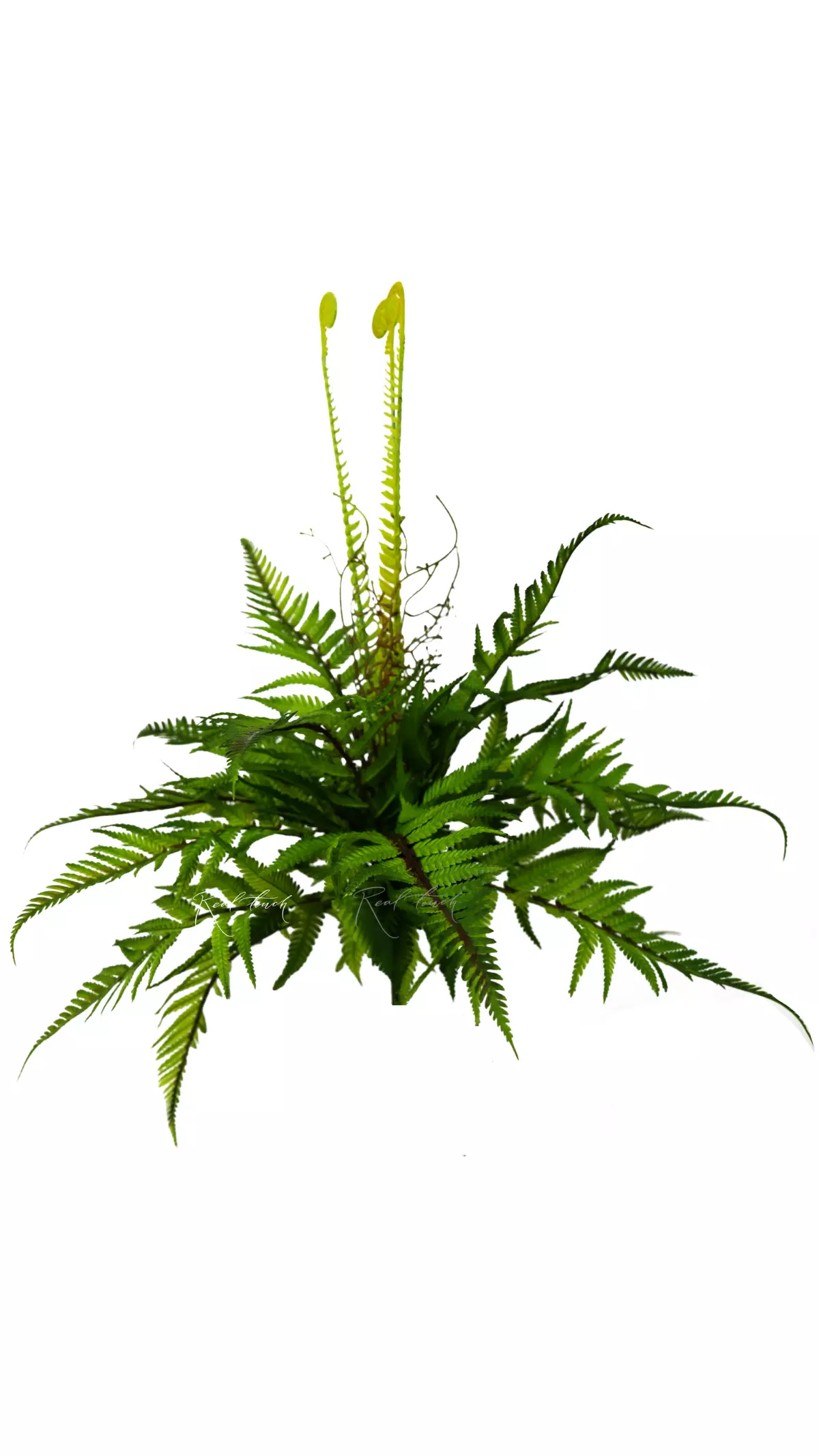 Real Touch Polystichum Shield Fern - green Real Touch Polystichum Shield Fern - green