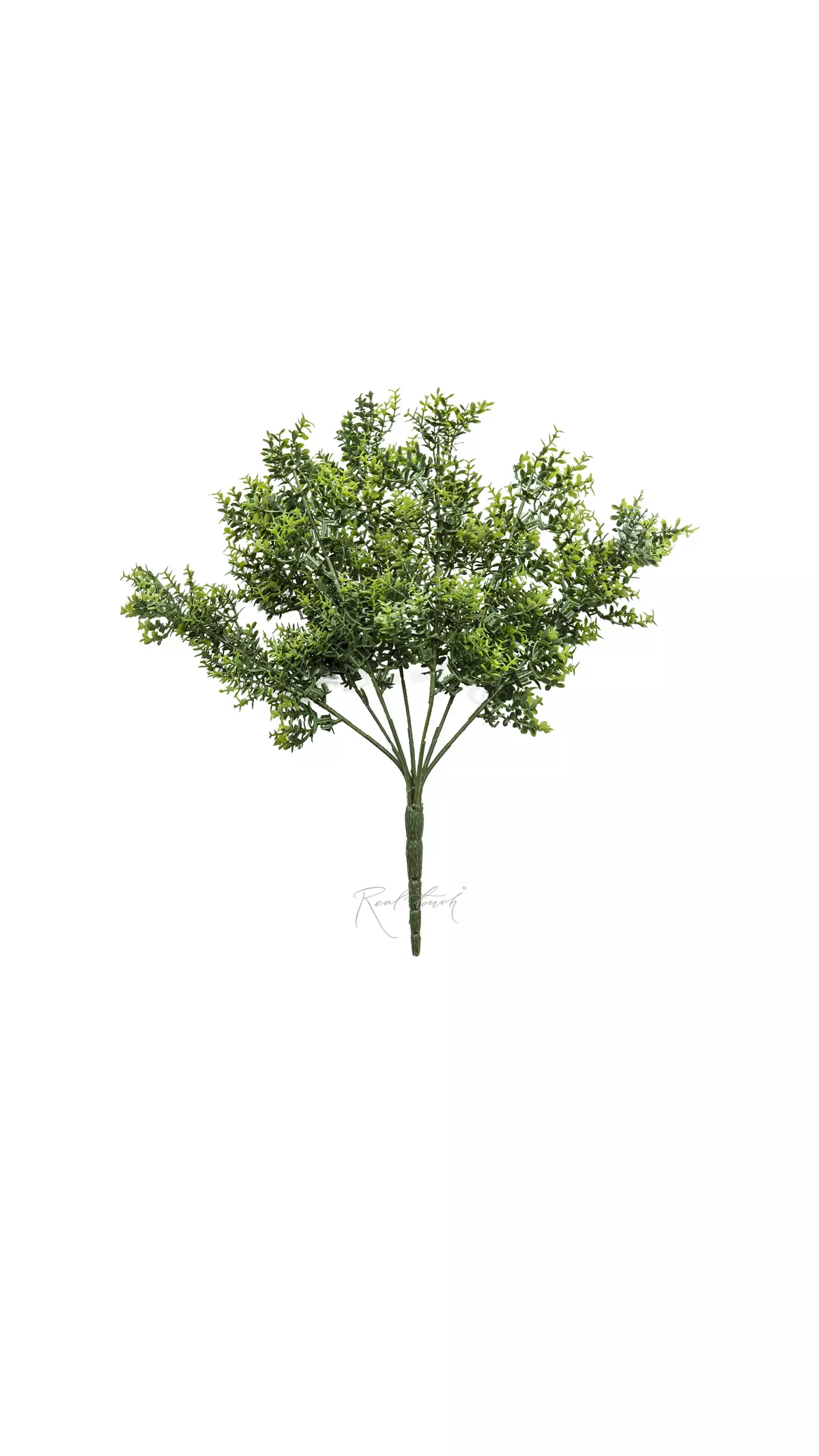 Small - leaved boxwood - green