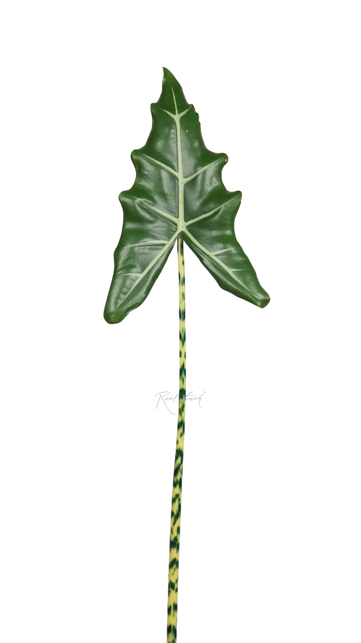Alocasia Frydek leaf 108cm - Dark green Alocasia Frydek leaf 108cm - Dark green