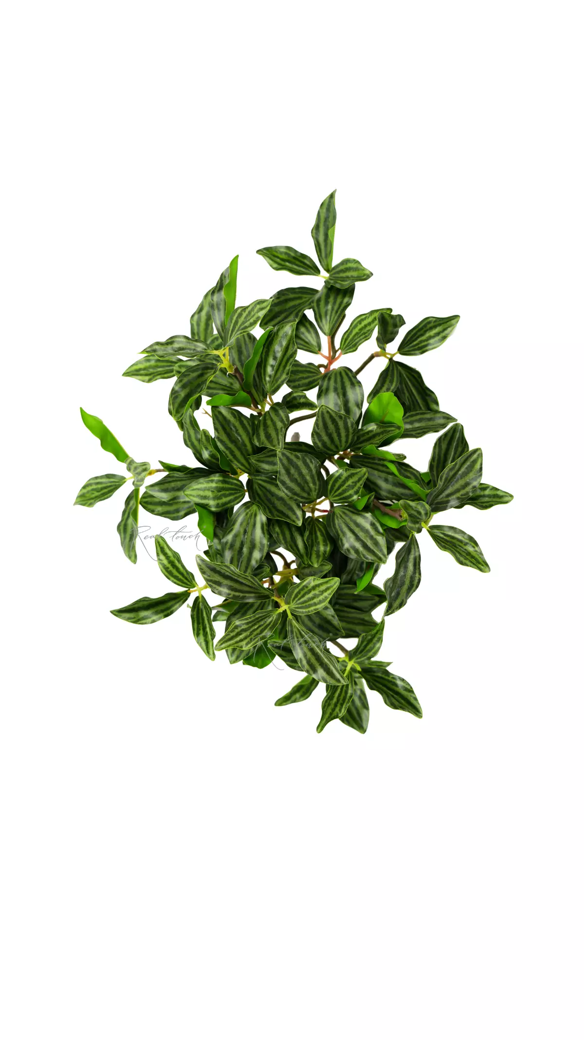 Peperomia bush with small leaves - Dark green