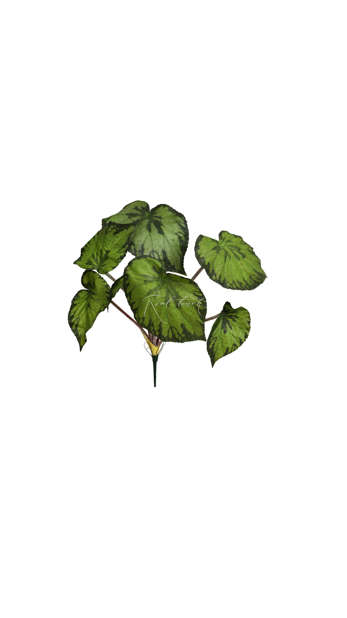 Begonia large - green