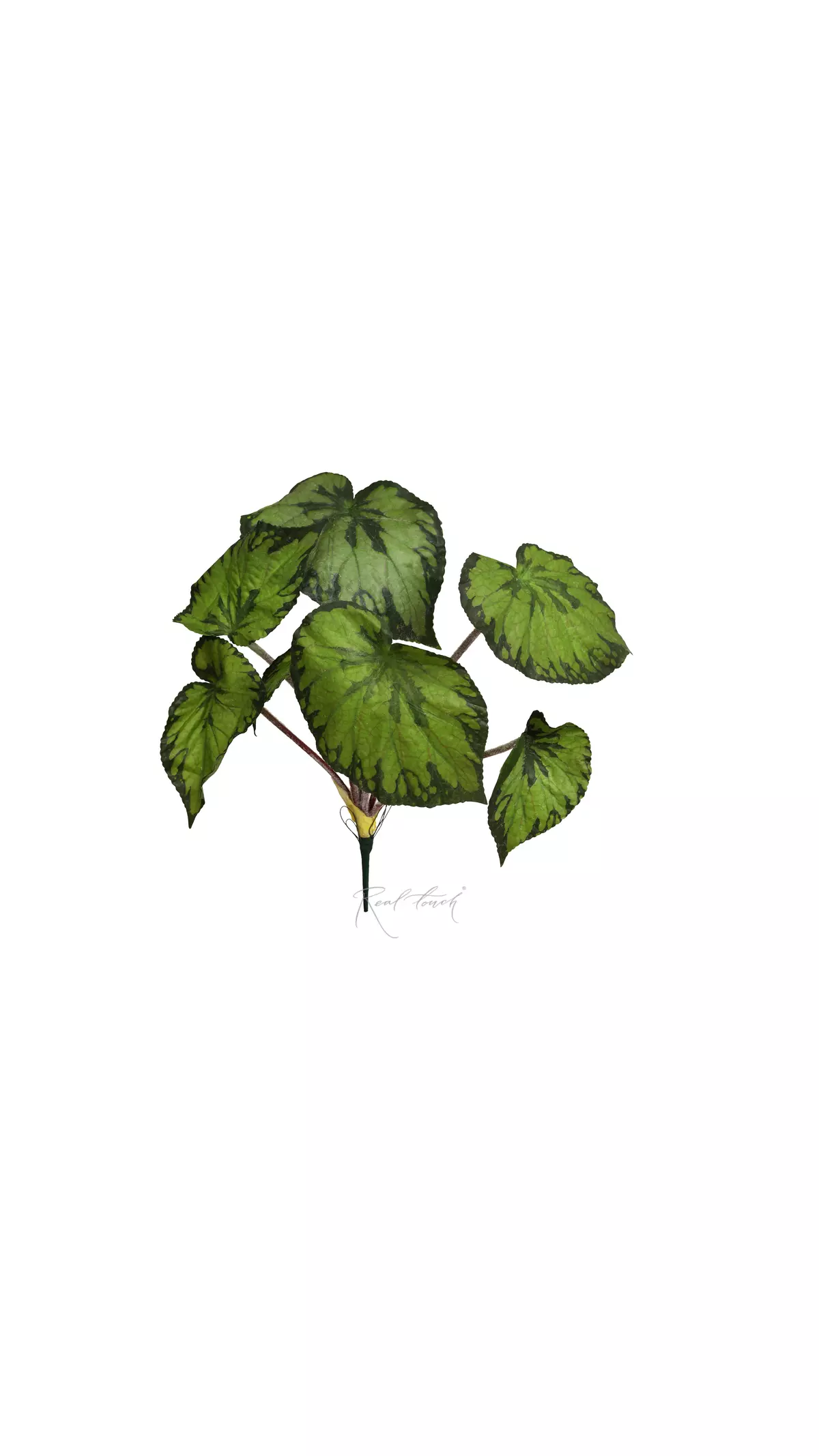 Begonia large - green