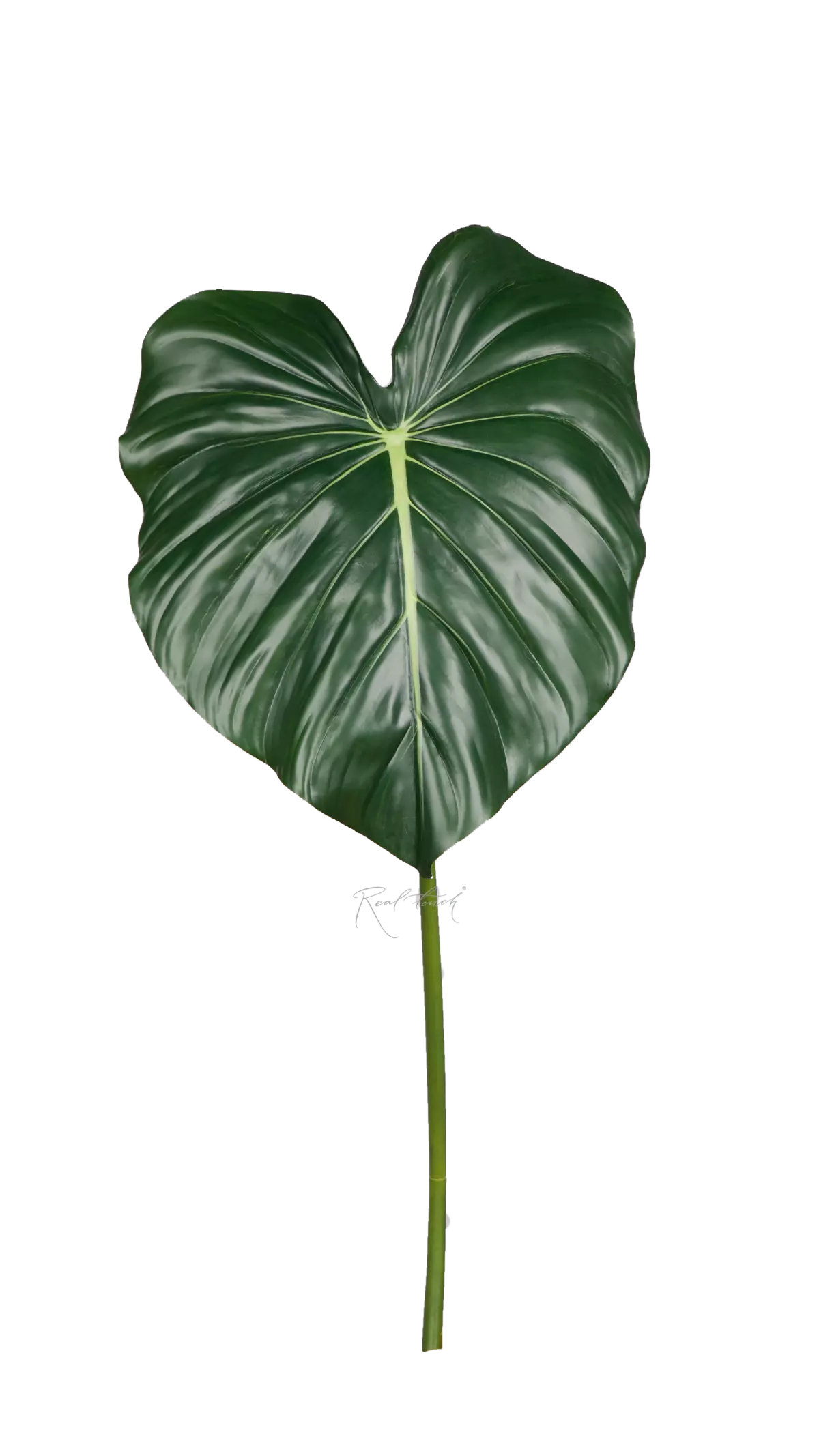 Alocasia reginula leaf 90cm  - Dark green