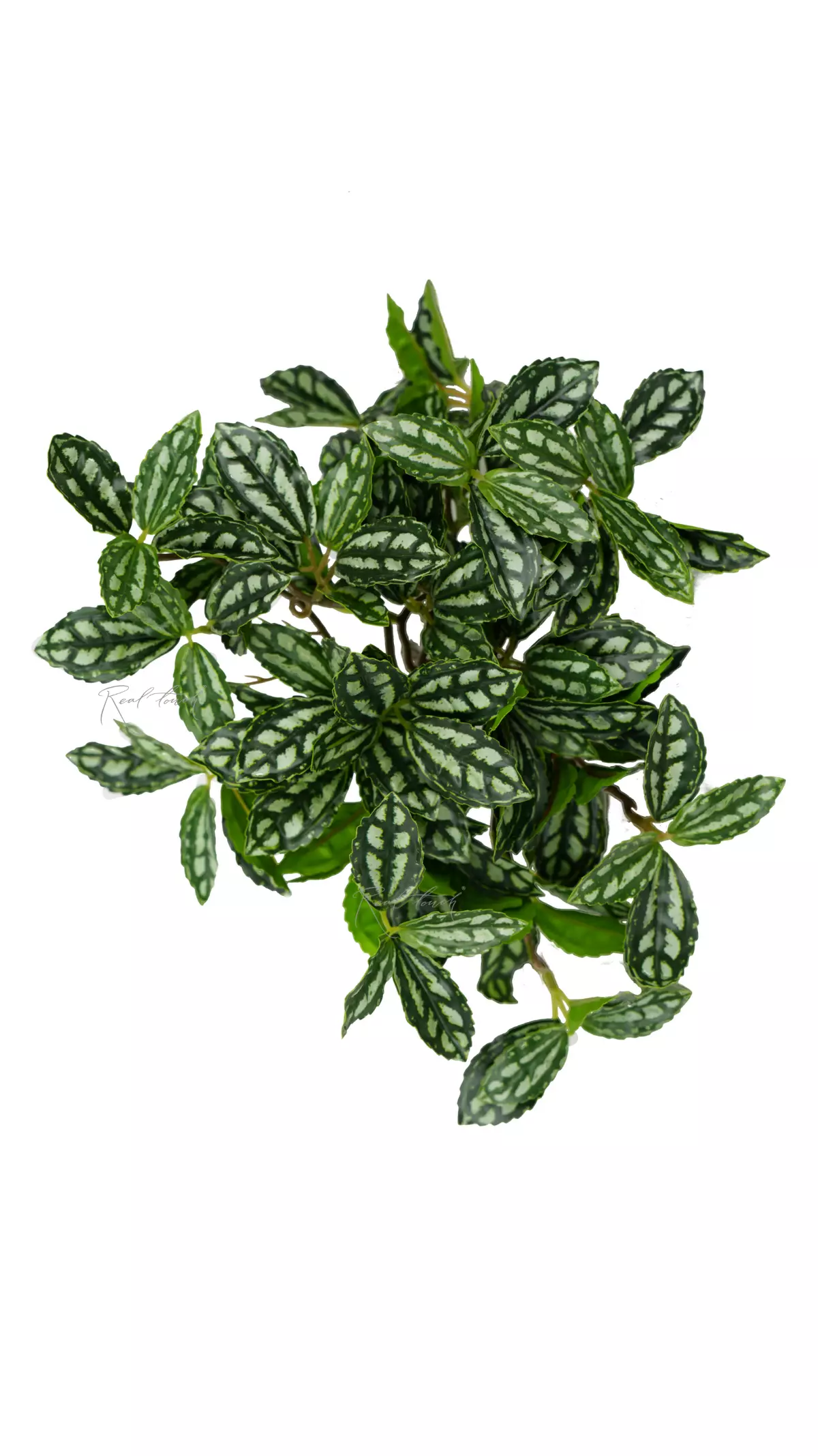 Small-leaved Pilea bush - white green Small-leaved Pilea bush - white green