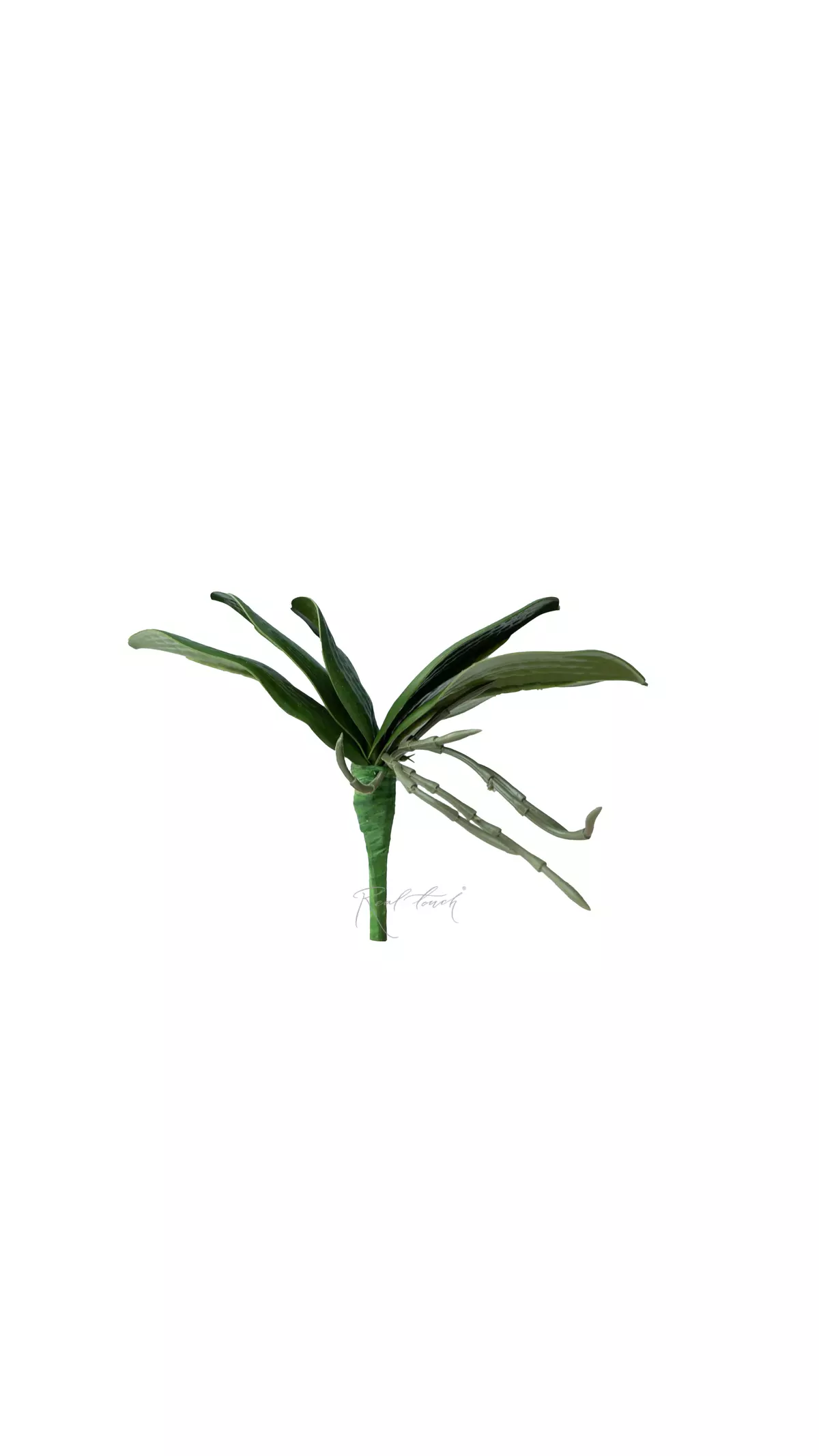 Real Touch Orchid Leaves (7.8 inches) - green