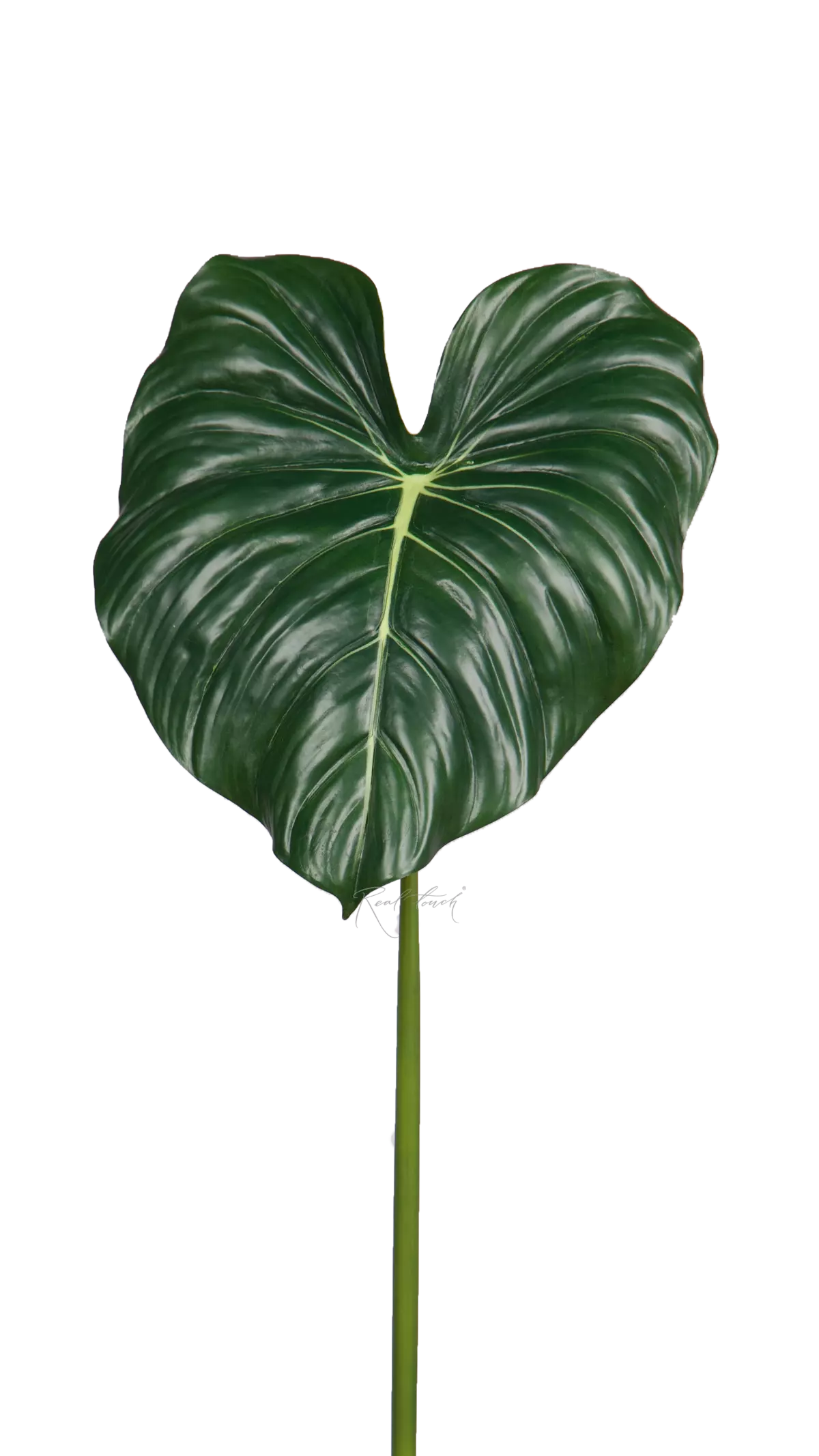 Alocasia reginula leaf 95cm  - Dark green