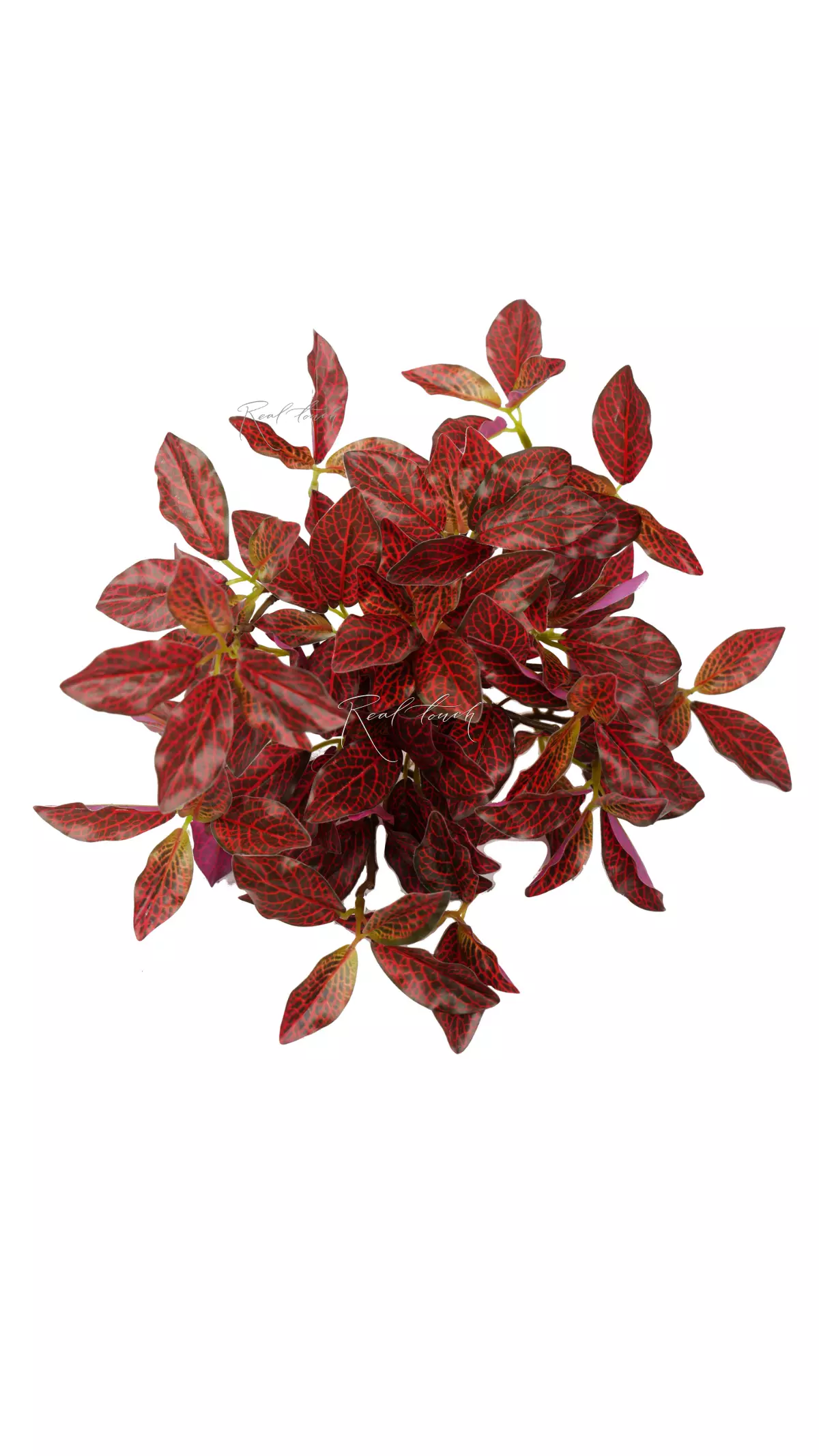 Small-leaved Fittonia bush - Green red