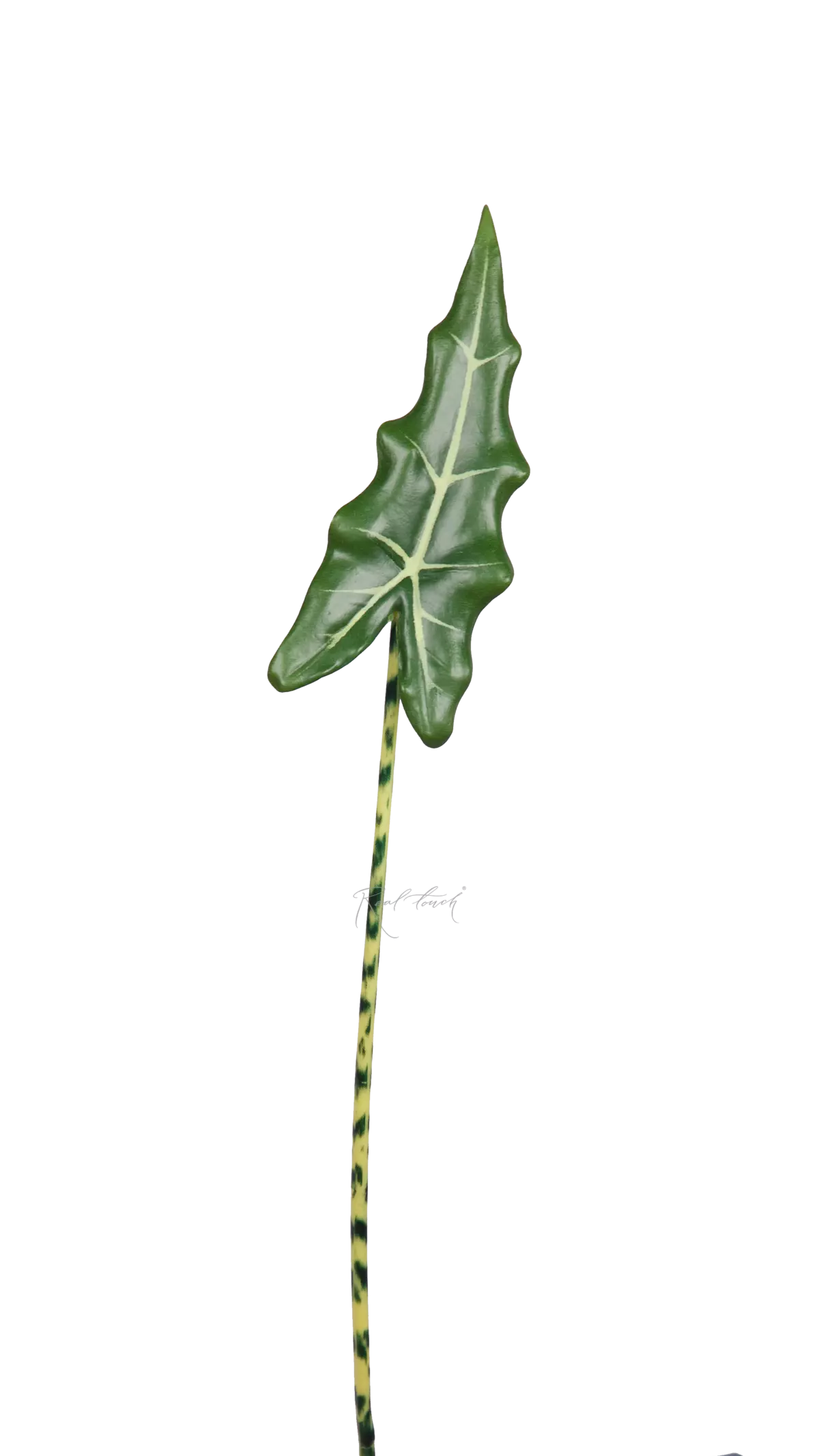 Alocasia Frydek leaf 85cm - Dark green Alocasia Frydek leaf 85cm - Dark green