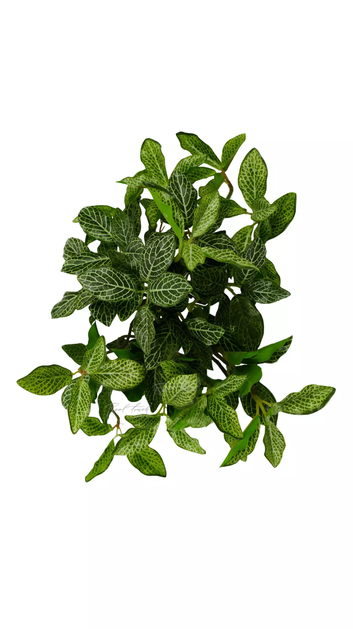 Small-leaved Fittonia bush - green Small-leaved Fittonia bush - green