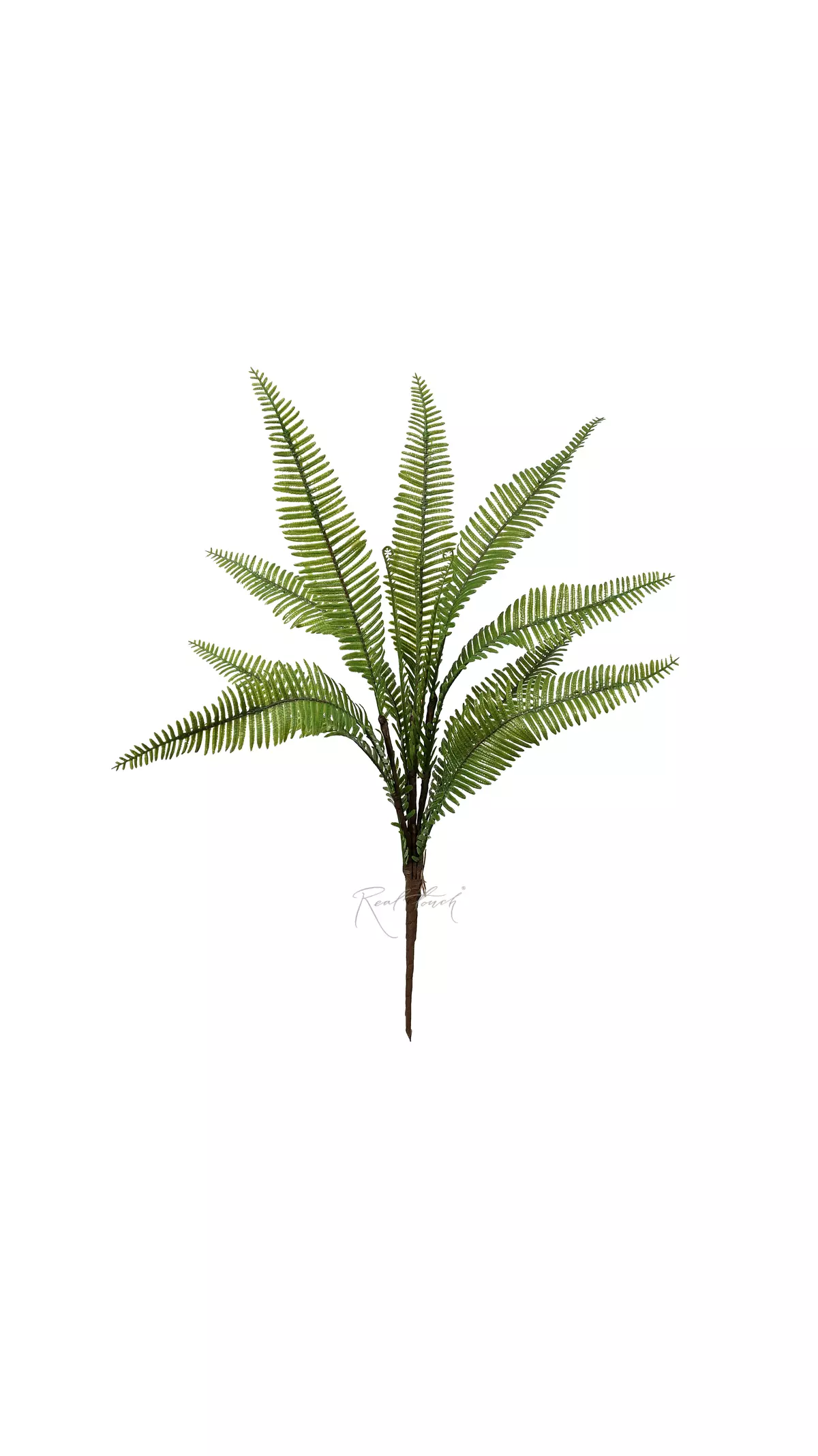 Woodsia - green Woodsia - green