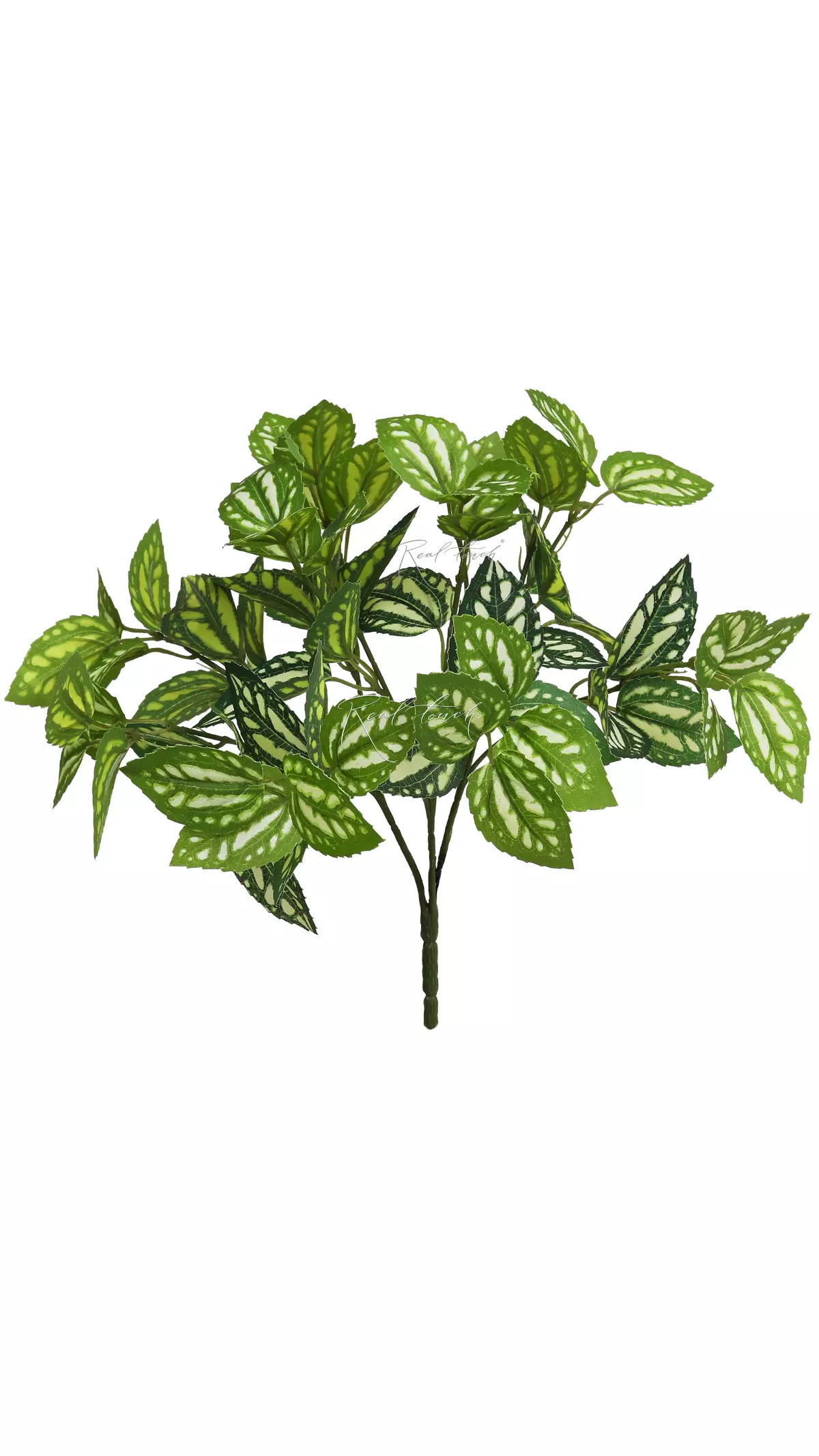 Pilea small - green