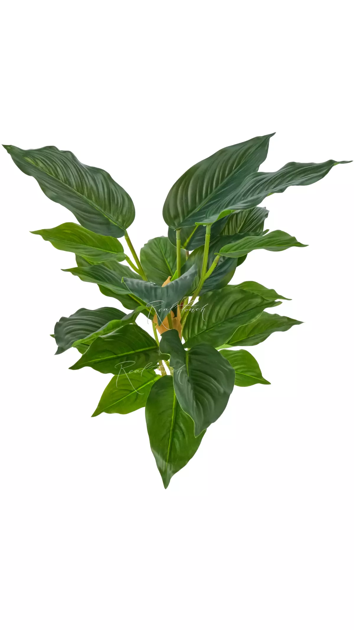 Aglaonema (24 leaves) - Dark green