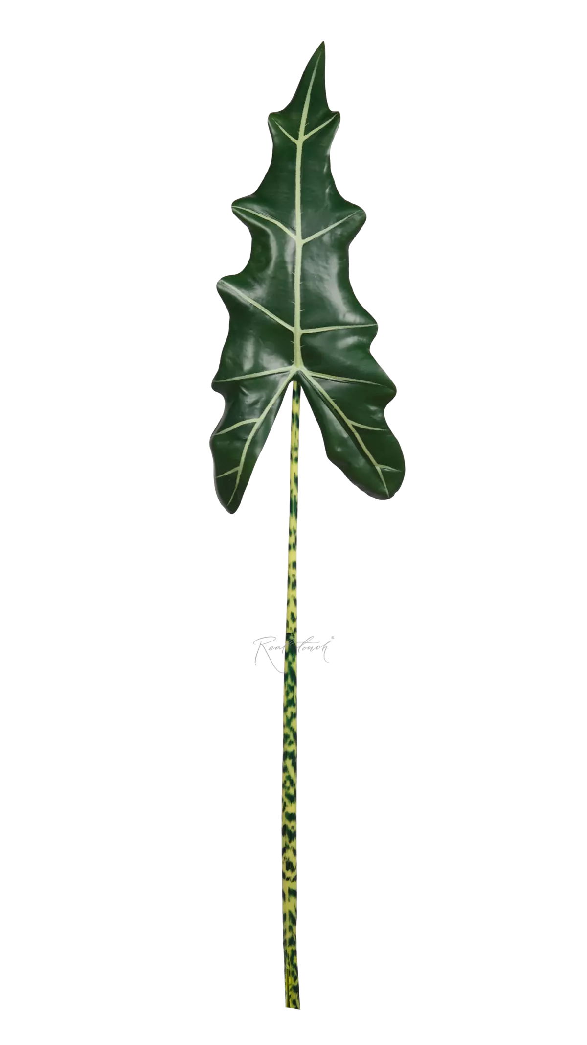 Alocasia Frydek leaf 115cm - Dark green Alocasia Frydek leaf 115cm - Dark green