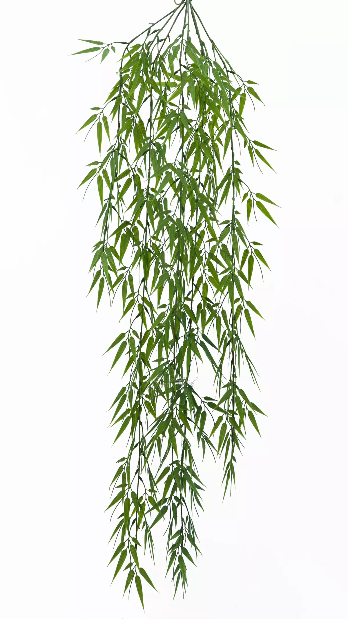 Narrow Leaf Bamboo hanging plant - green