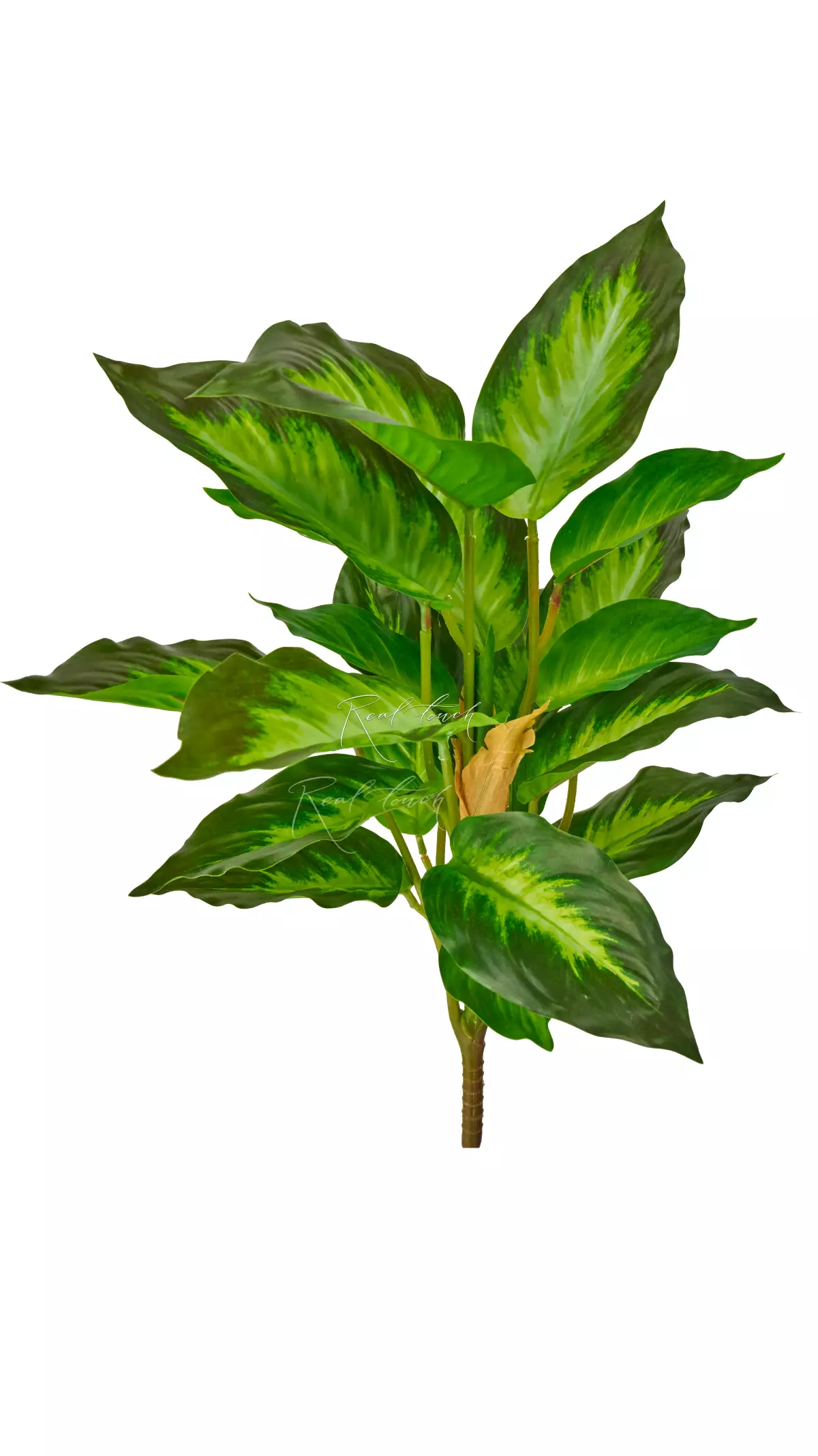 Aglaonema (24 leaves) - light green