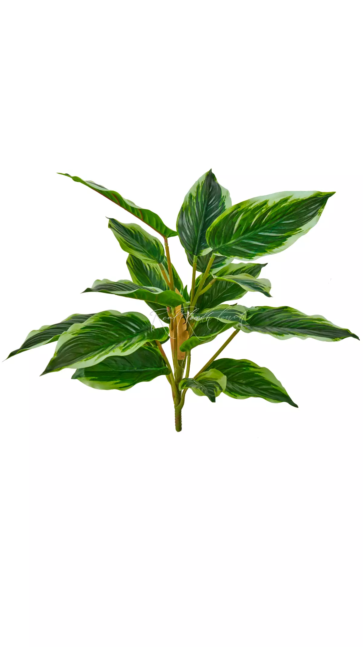 Aglaonema (24 leaves) - white green