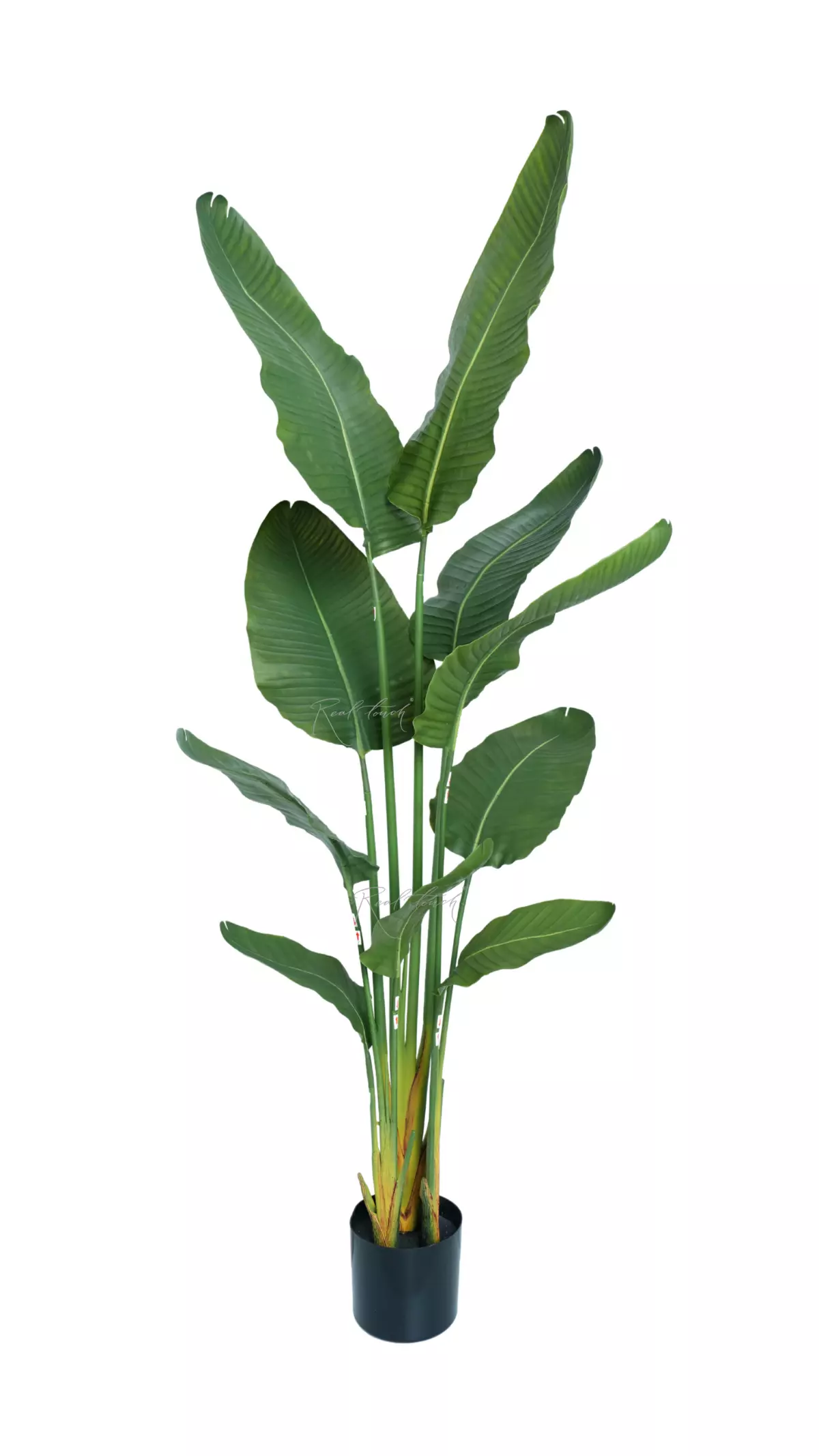 Premium strelitzia nicolai 160cm in a pot - green Premium strelitzia nicolai 160cm in a pot - green