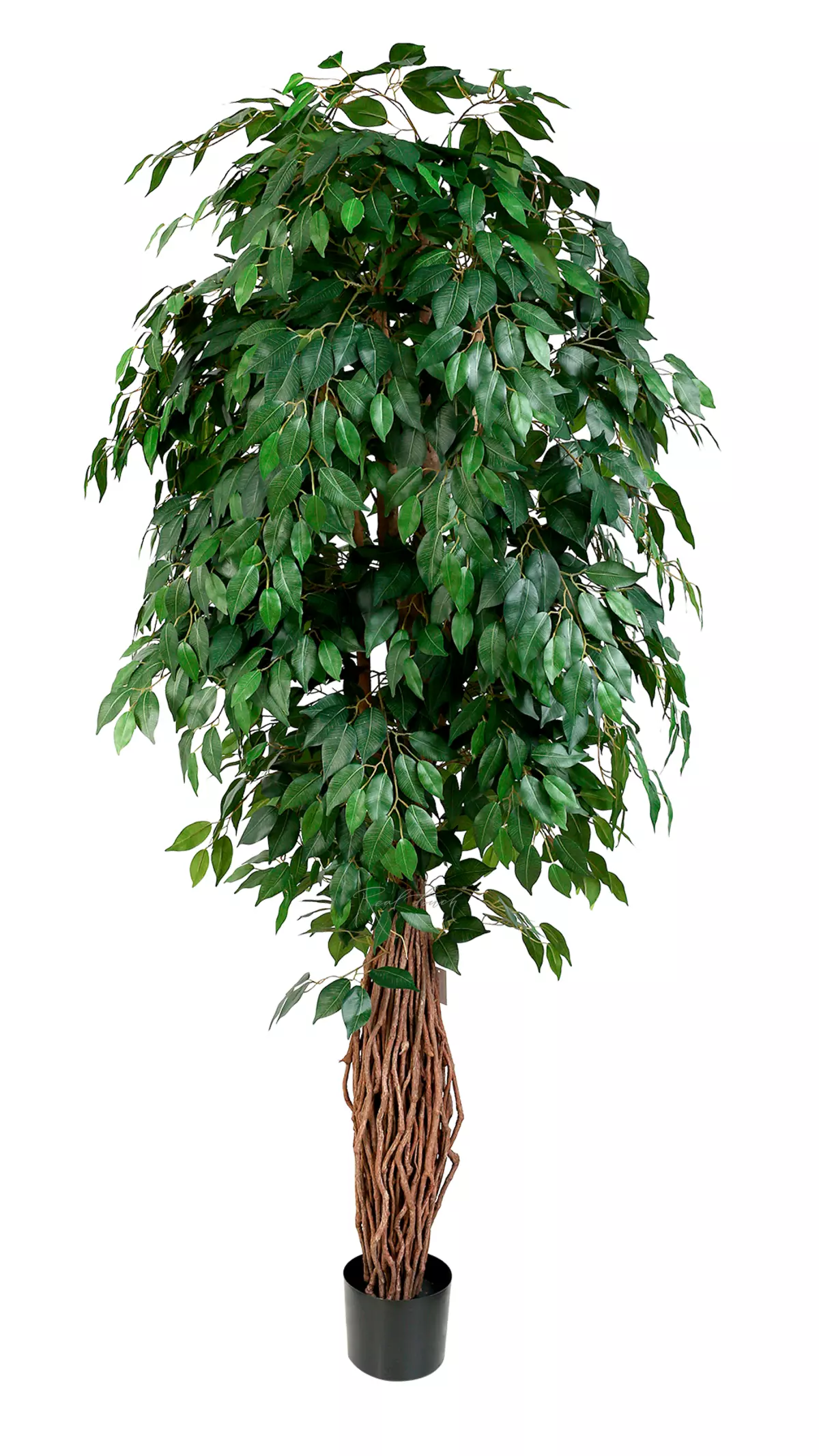 Artificial Ficus Benjamina Liana 210cm  - green