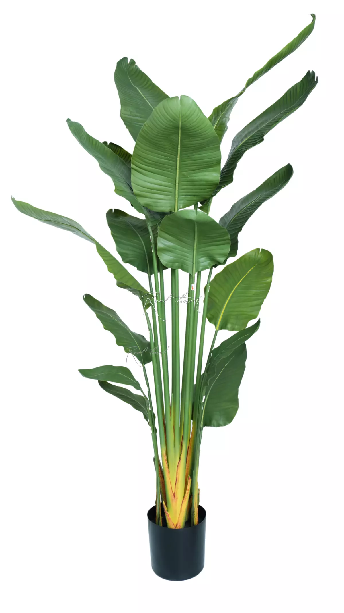 Premium strelitzia nicolai 180cm in a pot - green