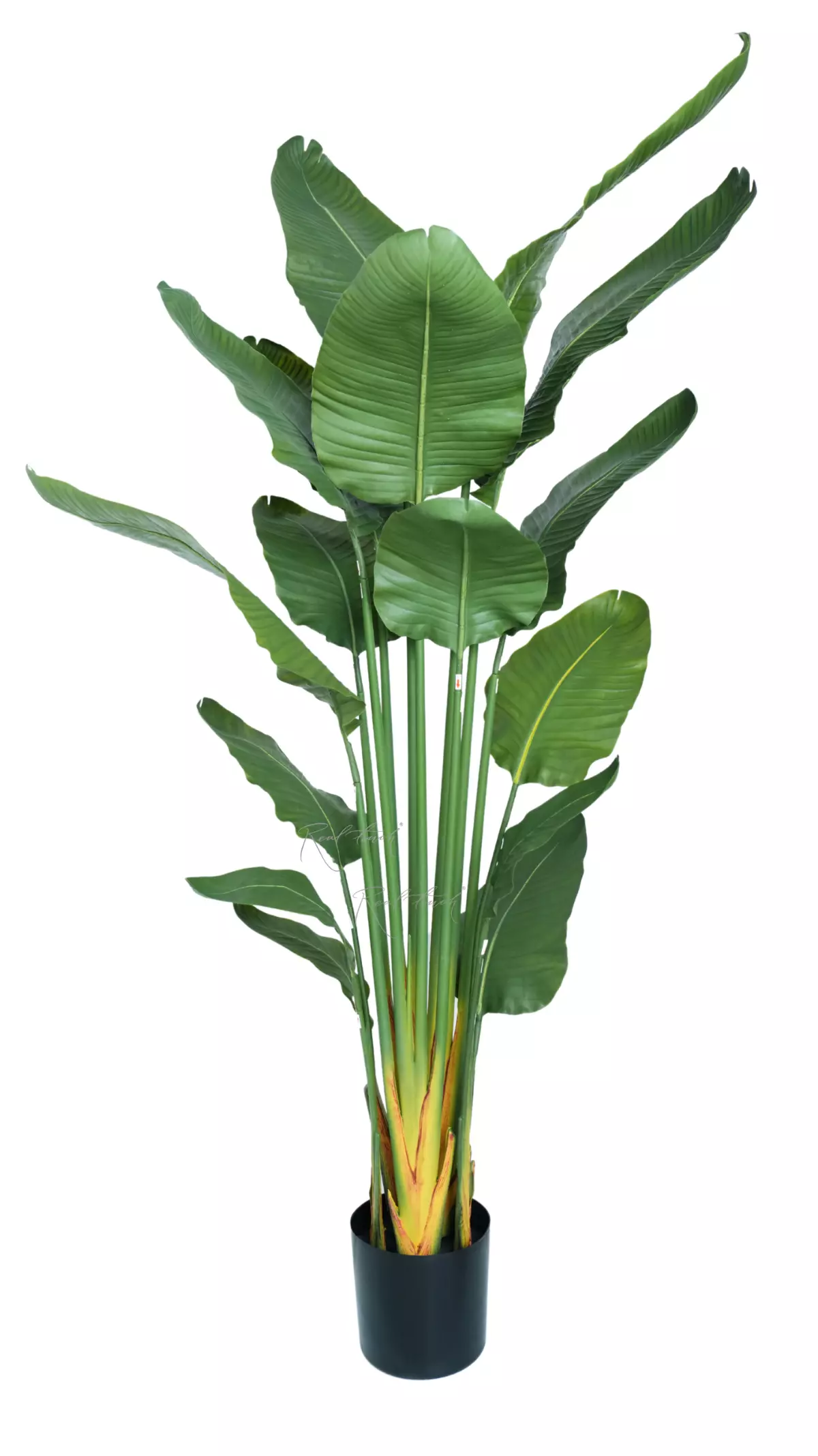 Premium strelitzia nicolai 180cm in a pot - green Premium strelitzia nicolai 180cm in a pot - green