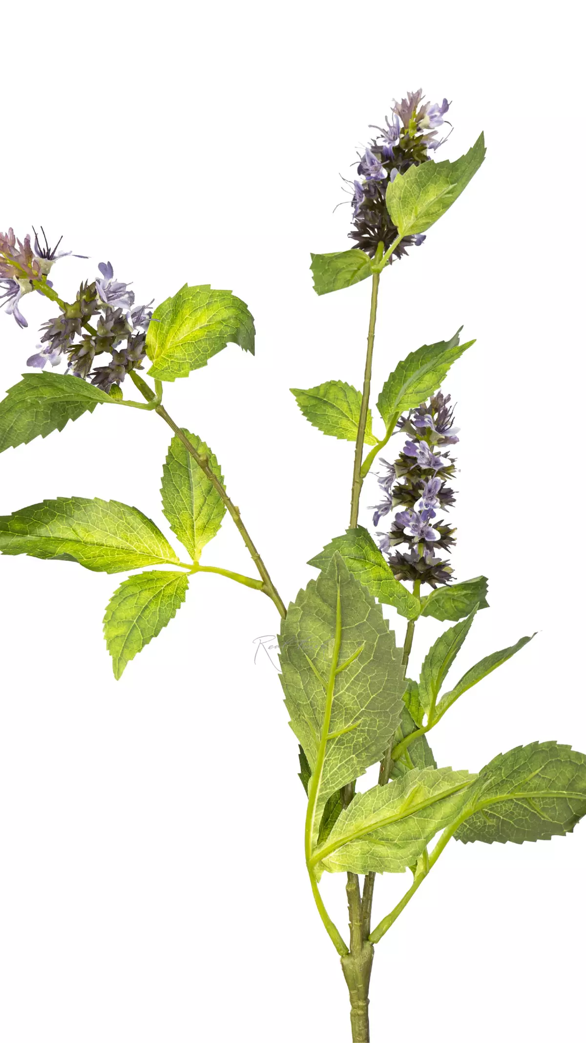 A sprig of flowering mint - lilac A sprig of flowering mint - lilac