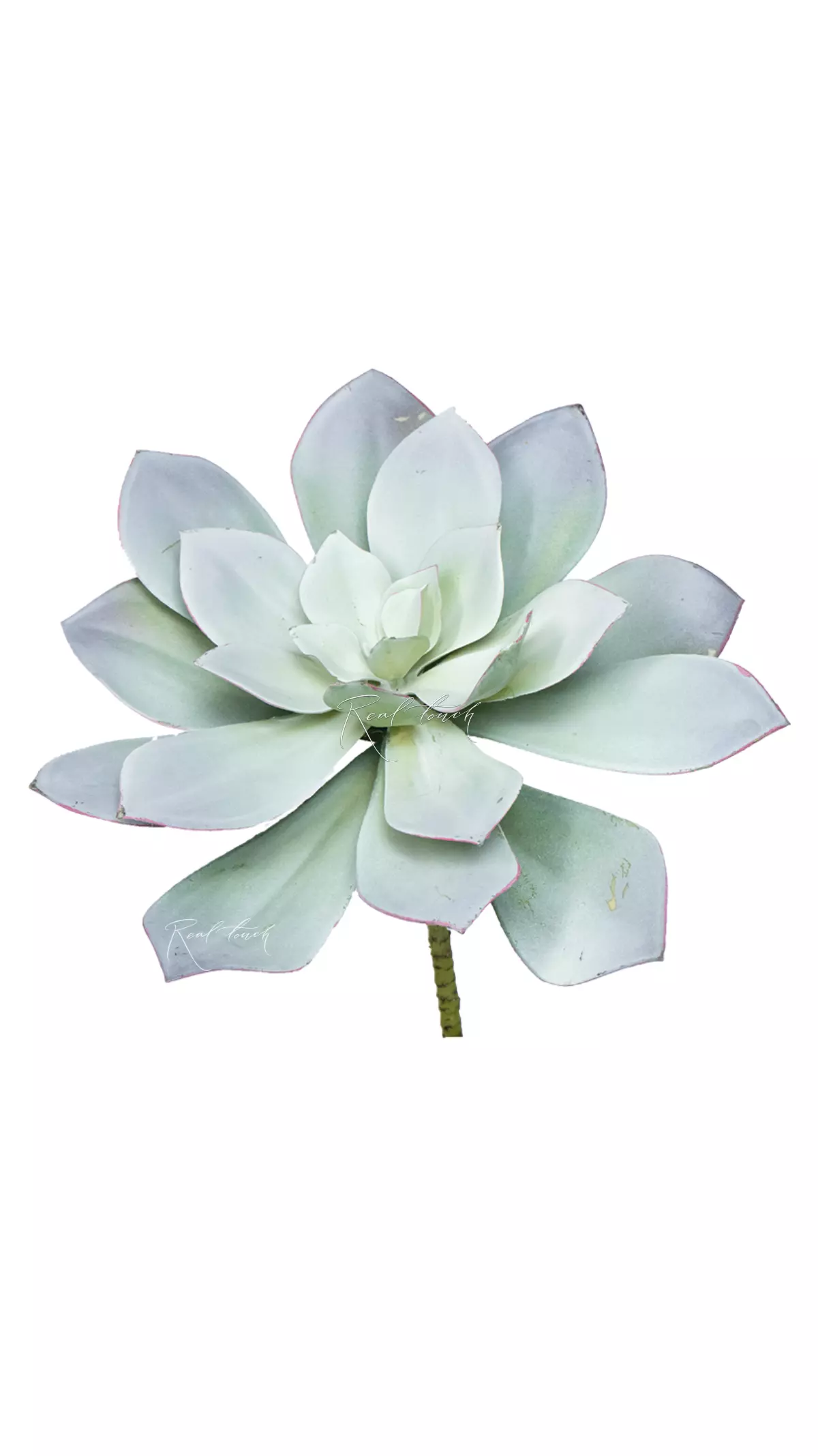 Eheveria gray - Gray green