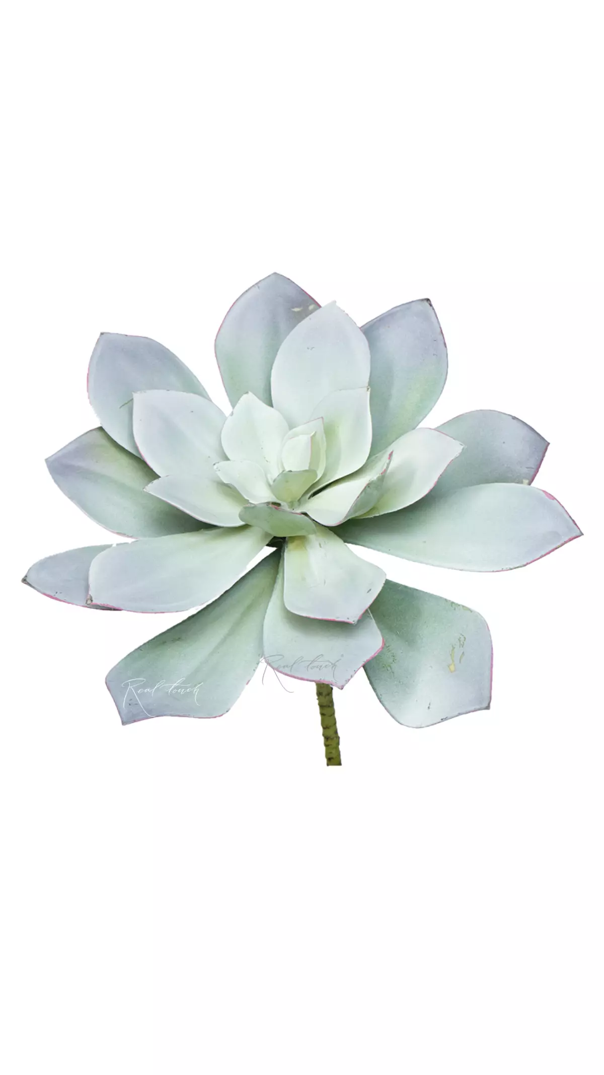 Eheveria gray - Gray green