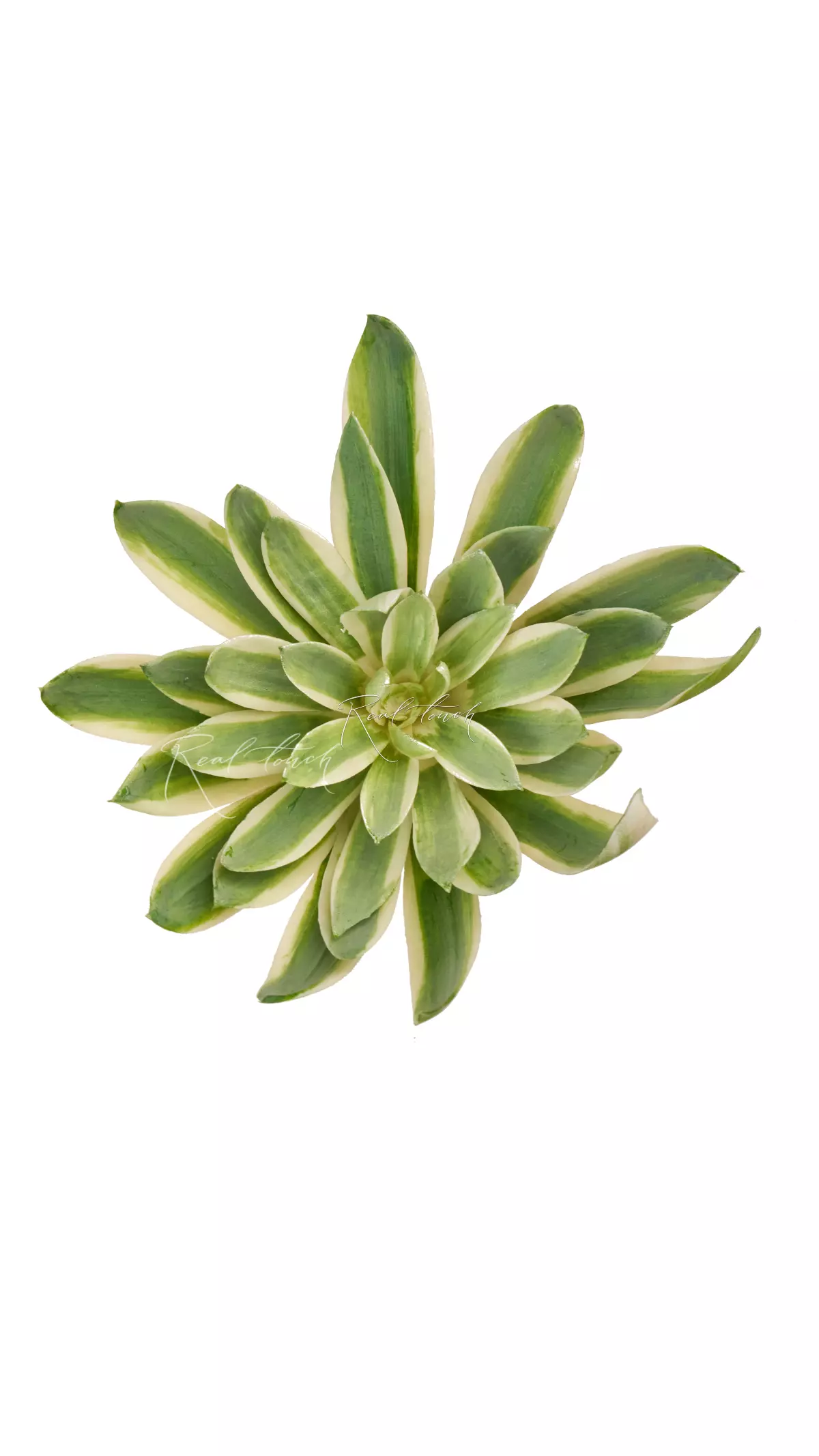 Agave small - green