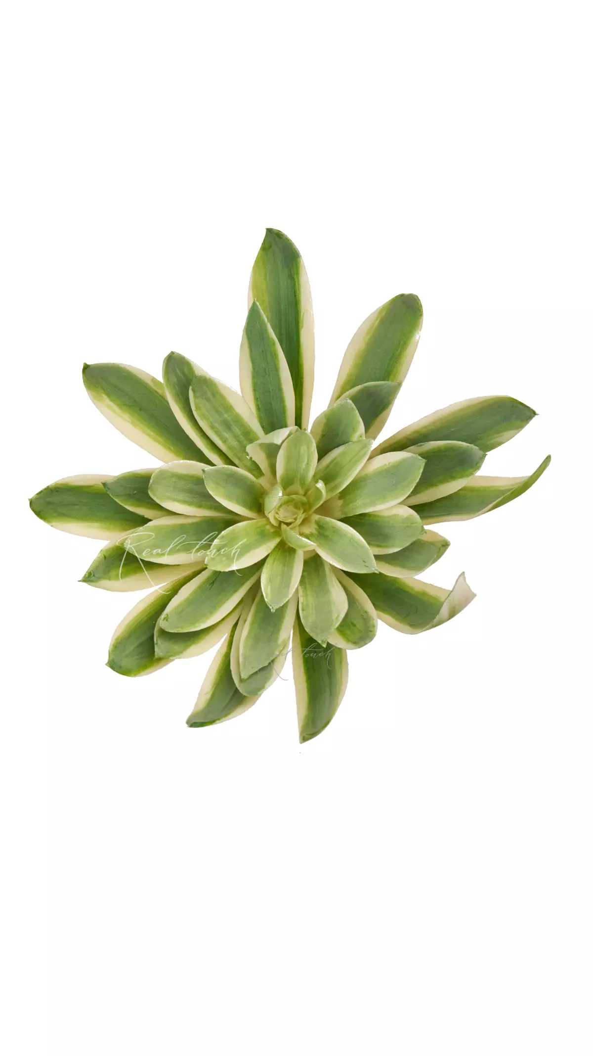Agave small - green