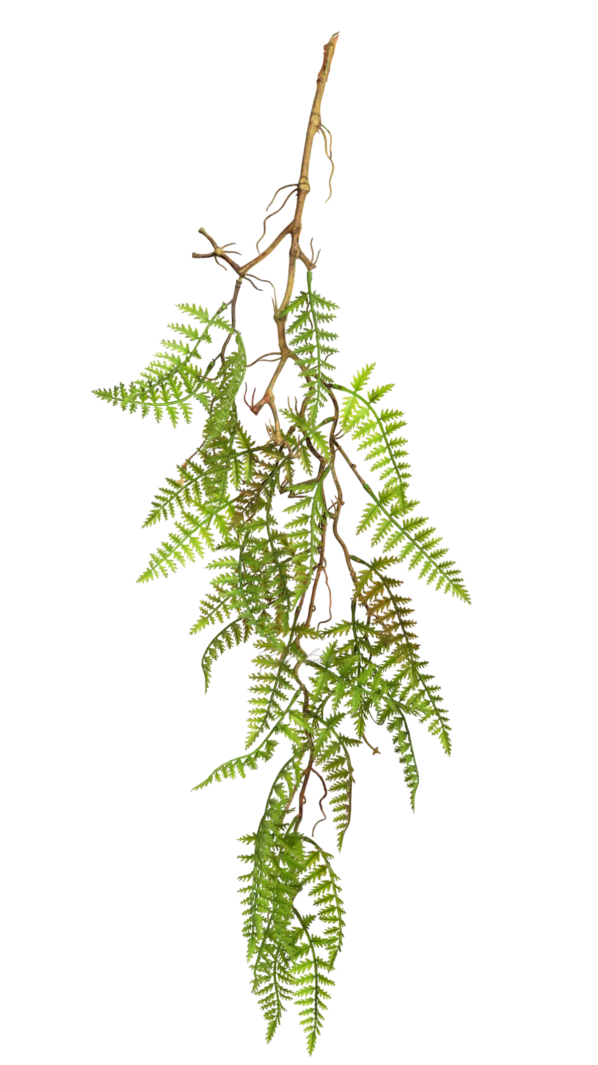 Davallia on a lignified stem - green