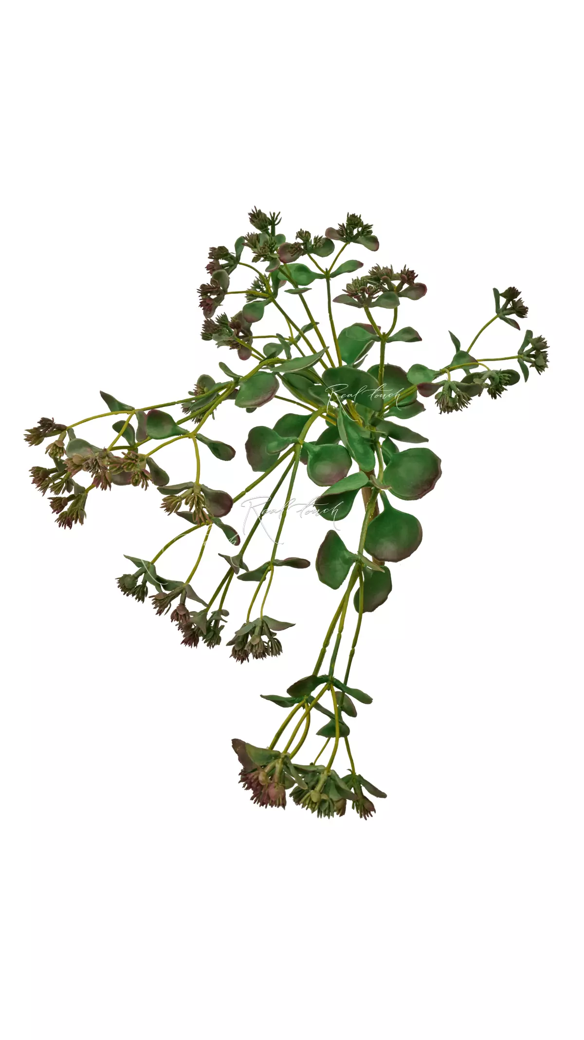 Sedum sieboldii - Green brown