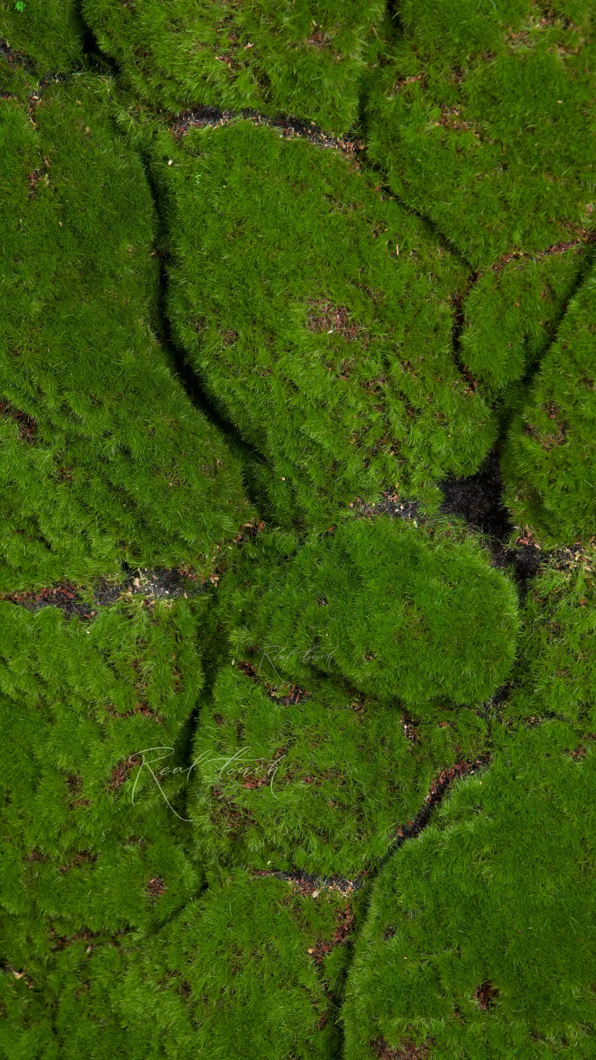 Moss mat 1*1м 100-7 - green Moss mat 1*1м 100-7 - green