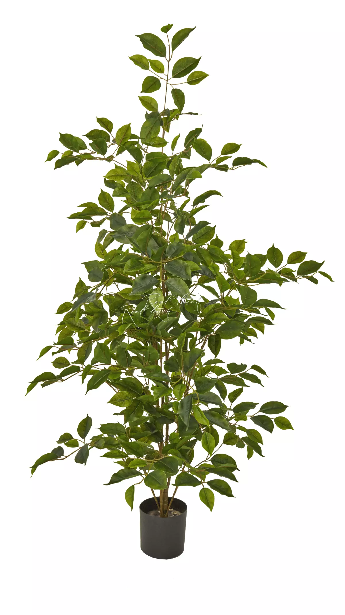 Ficus Benjamina Naomi 120cm - green