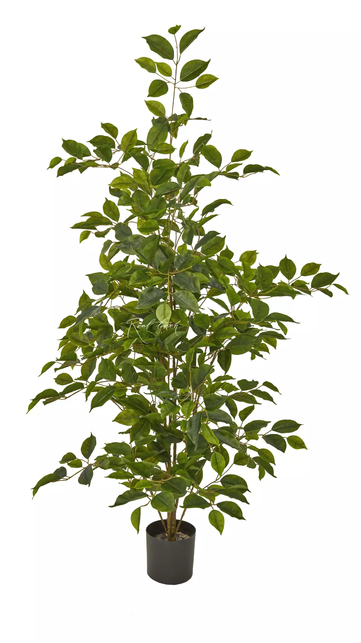 Ficus Benjamina Naomi 120cm - green Ficus Benjamina Naomi 120cm - green