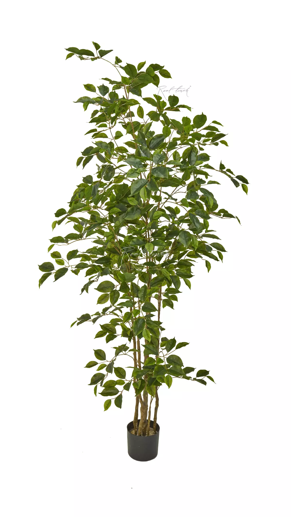 Ficus Benjamina Naomi 180 cm - green