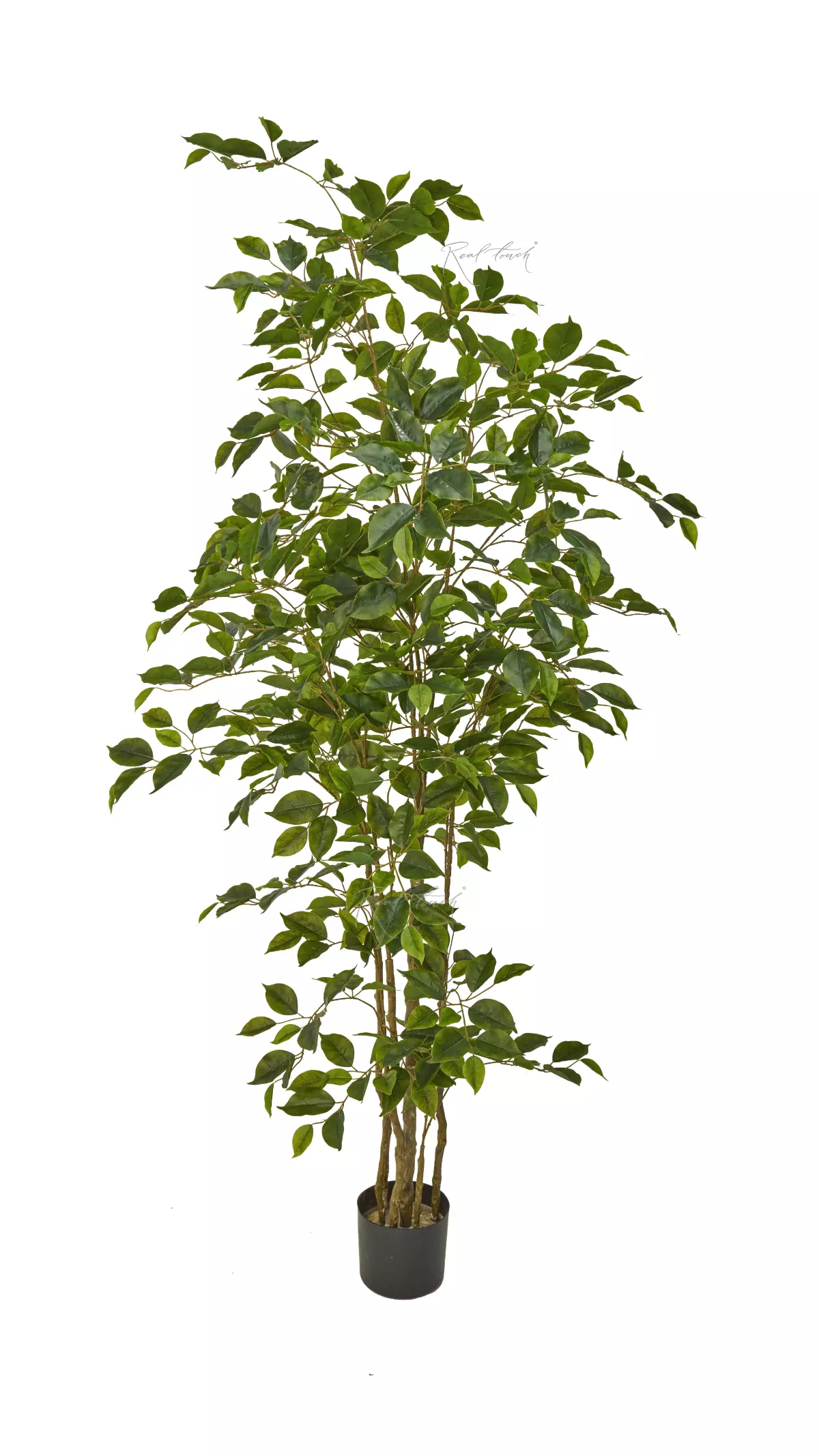 Ficus Benjamina Naomi 180 cm - green