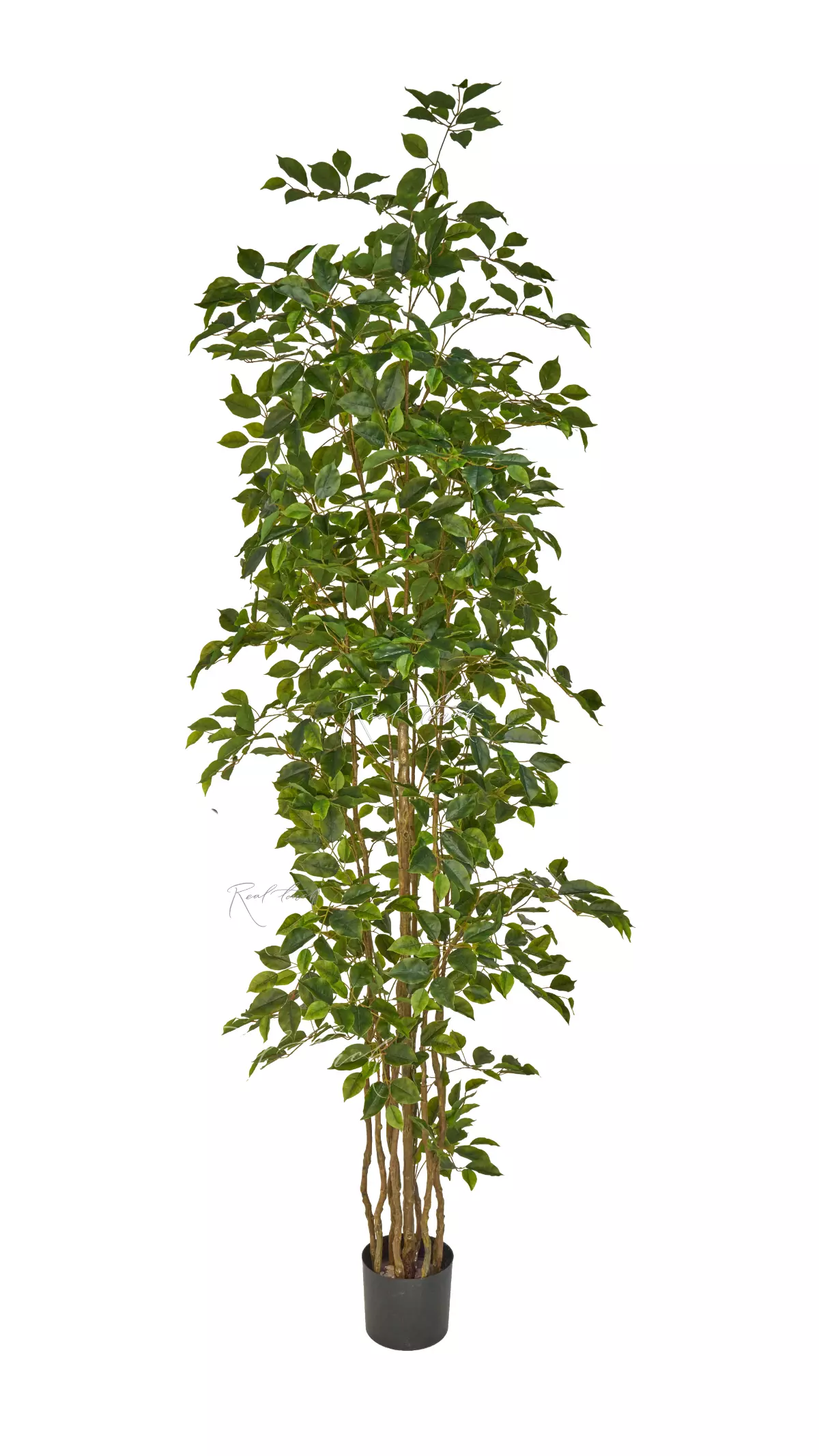 Ficus Benjamina Naomi 240cm - green