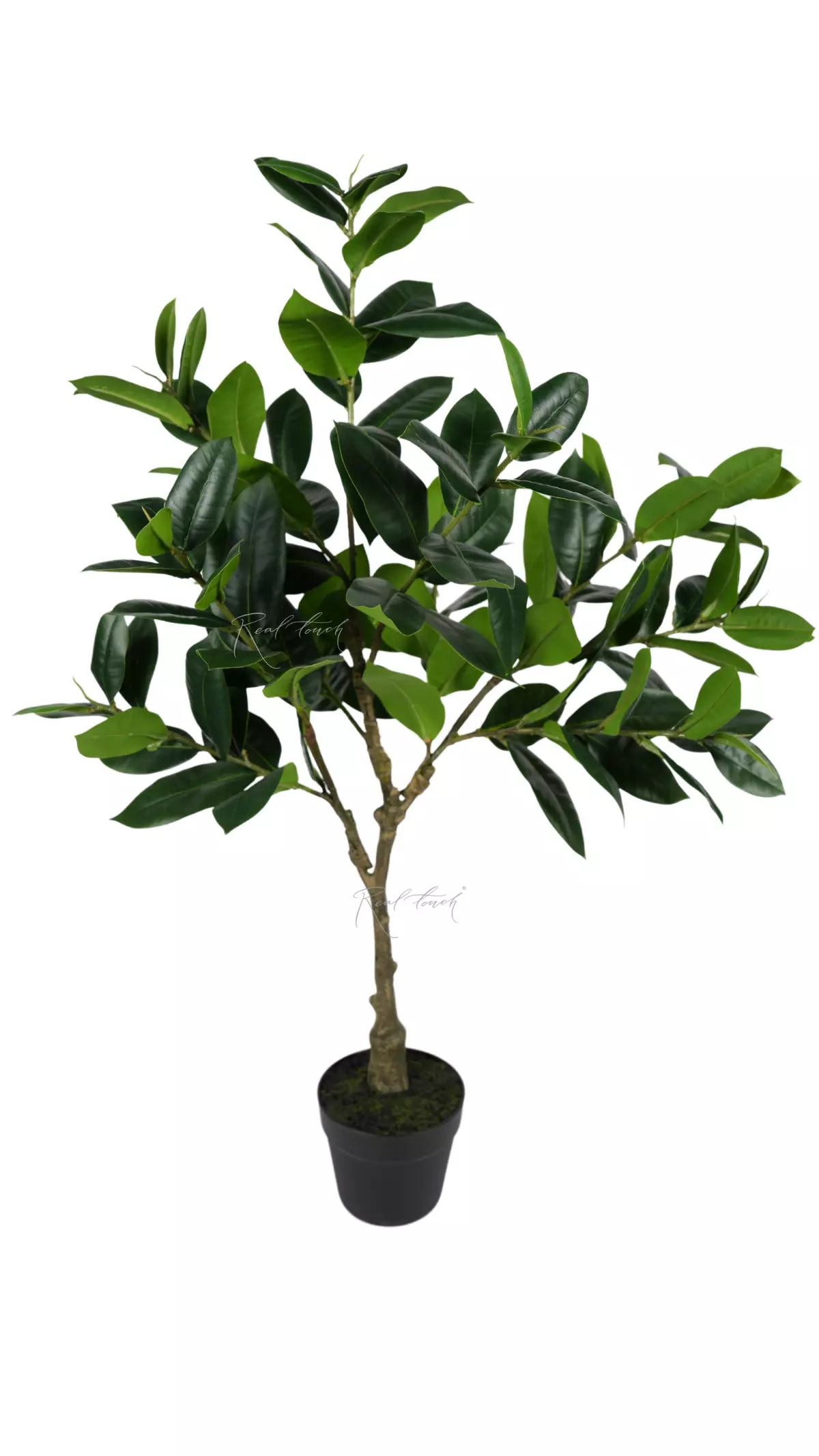 Ficus medium in a flowerpot - green (special offer) Ficus medium in a flowerpot - green (special offer)