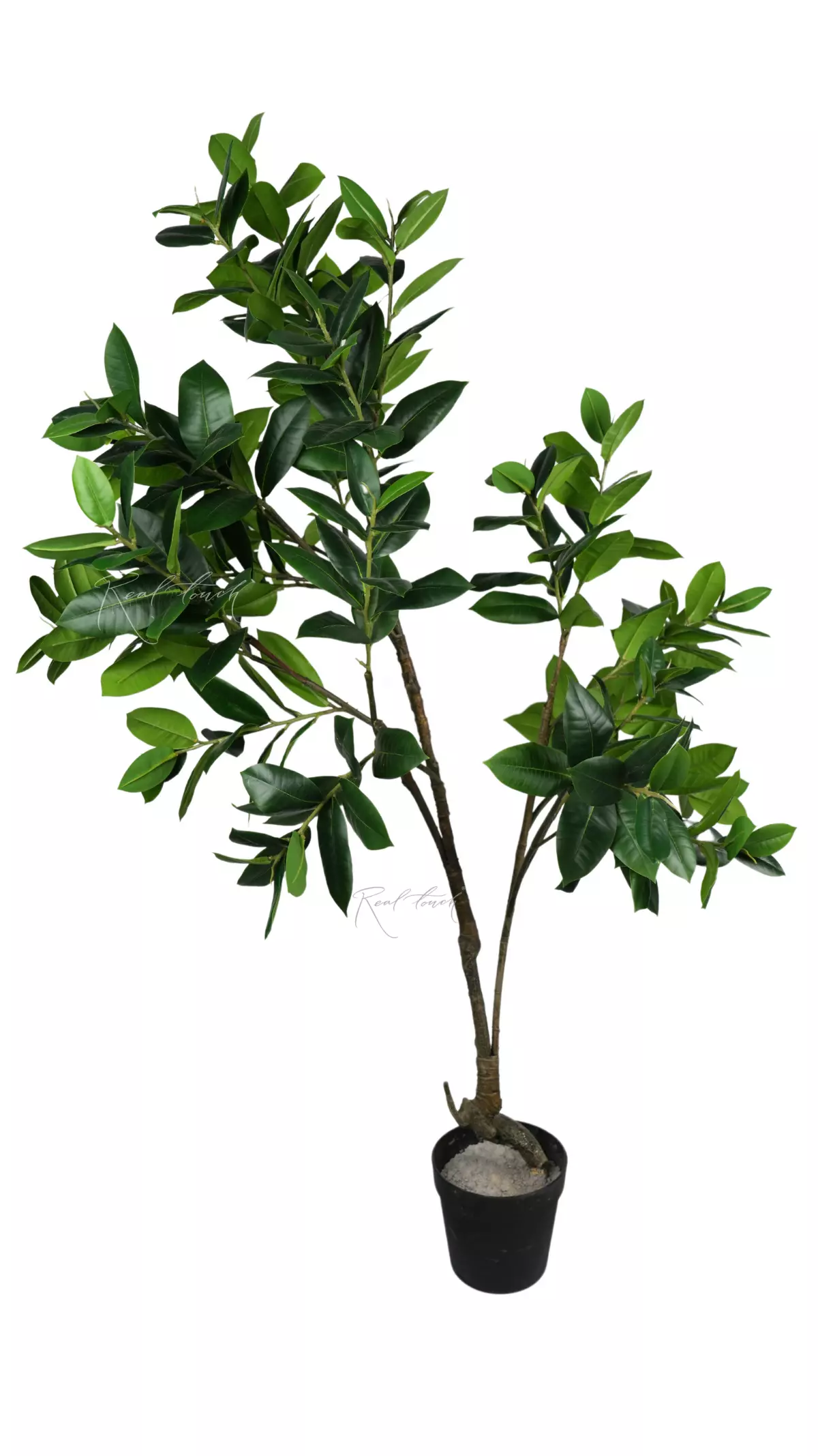 Ficus Elastica Melanie 170cm in a flowerpot - green Ficus Elastica Melanie 170cm in a flowerpot - green