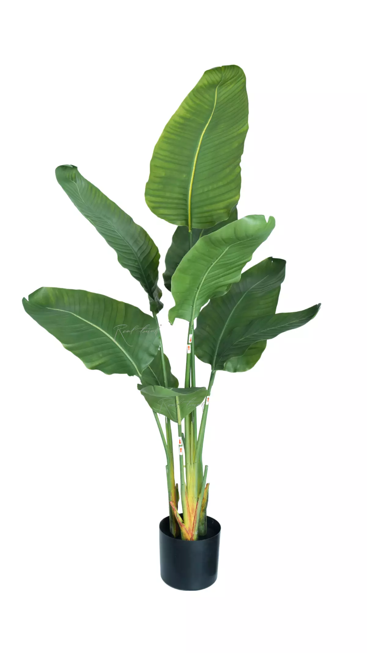 Premium strelitzia nicolai 120cm in a pot - green Premium strelitzia nicolai 120cm in a pot - green