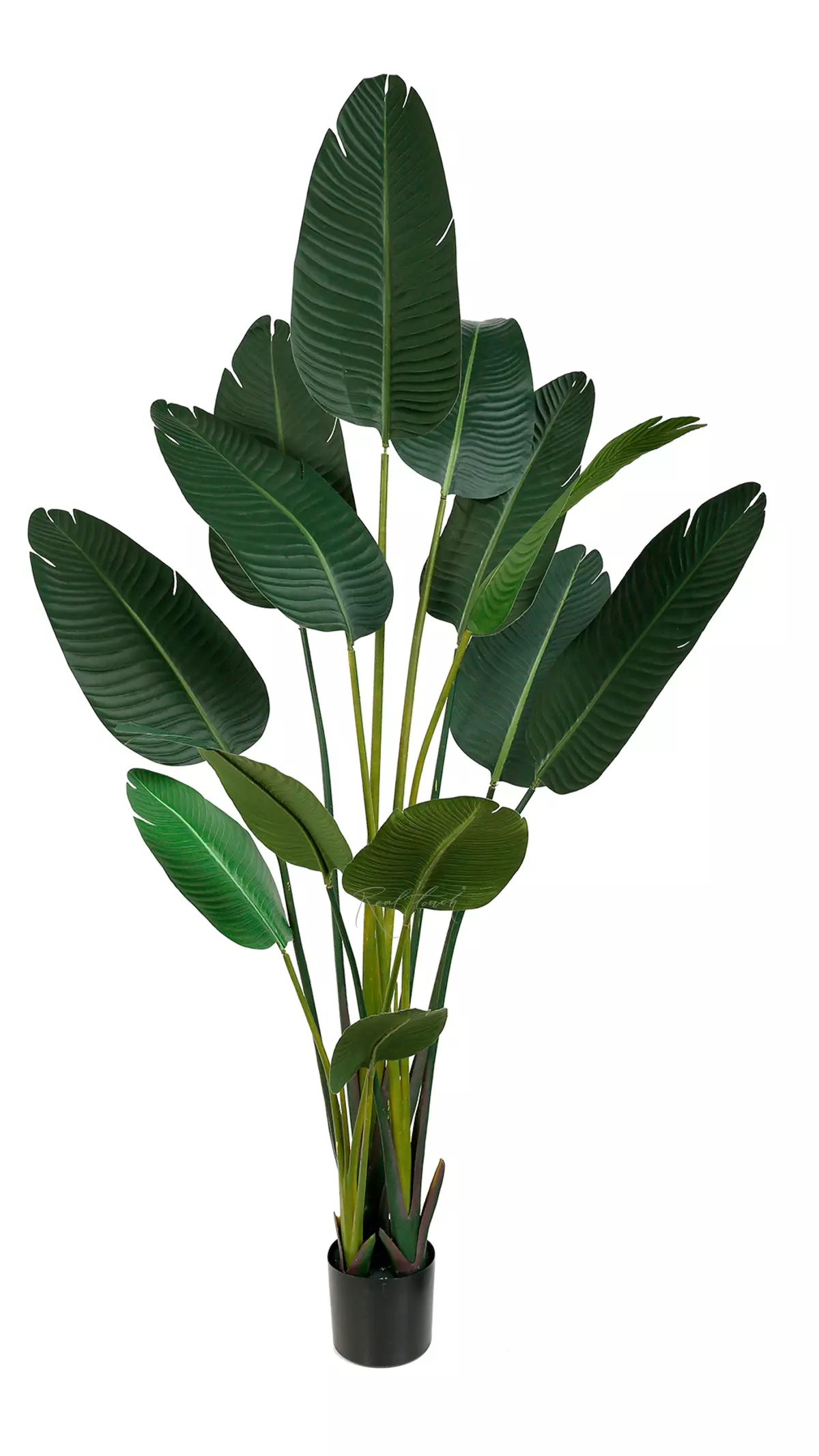 Artificial Strelitzia Nicolai 180cм  - green