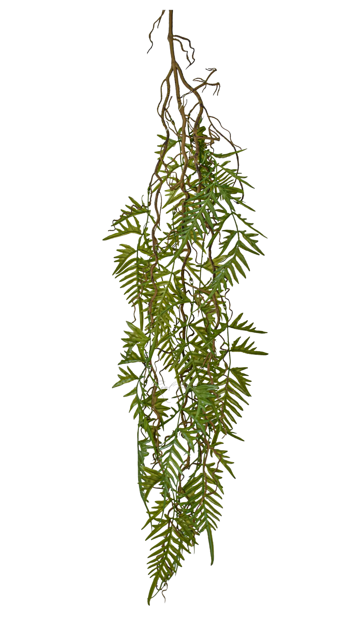 Onoclea on a lignified stem - green