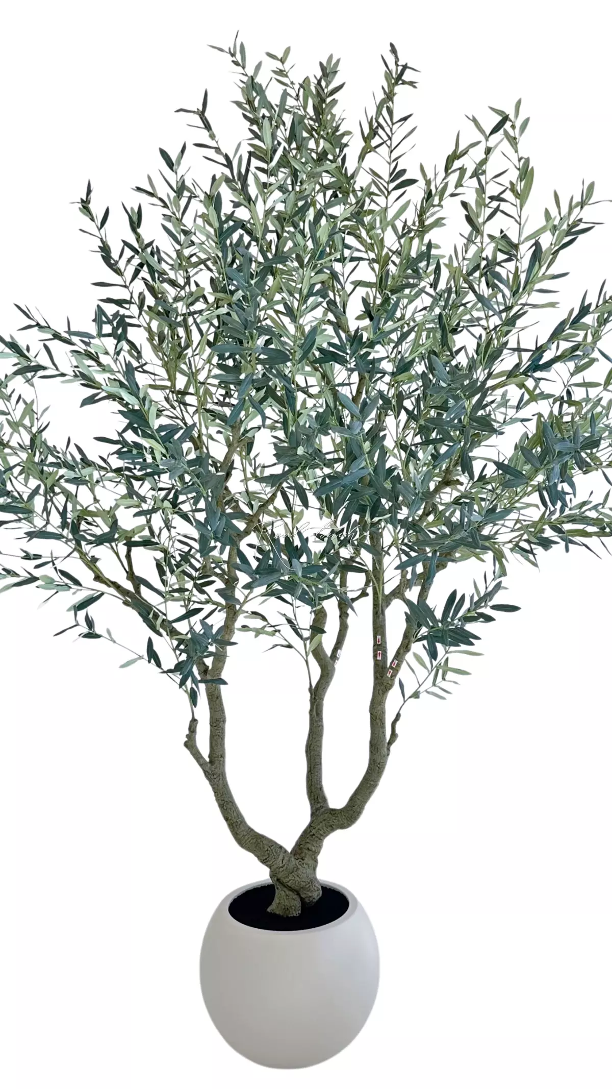 Olive tree 240cm - green