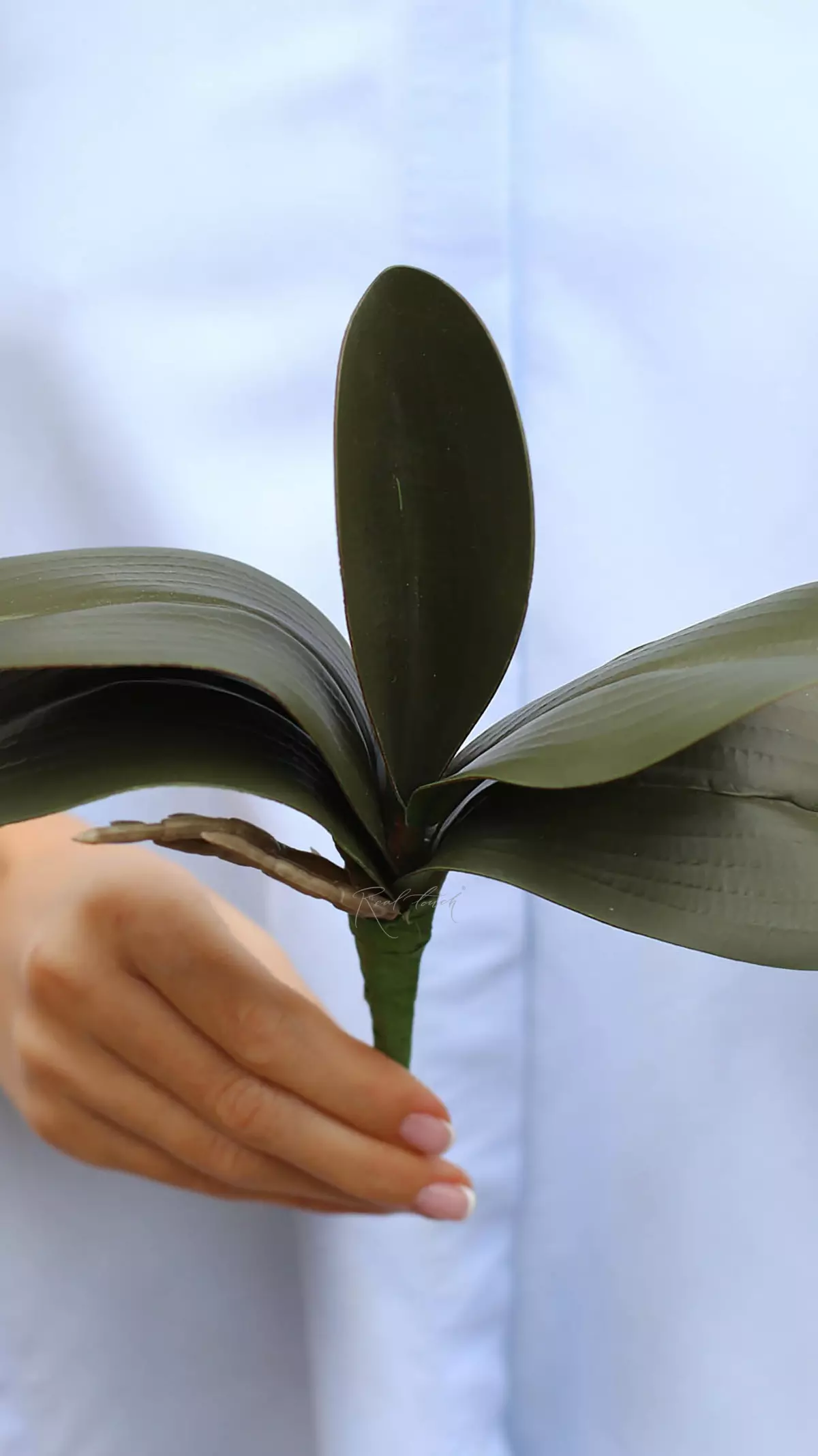 Orchid Leaf Plant 21cm - green